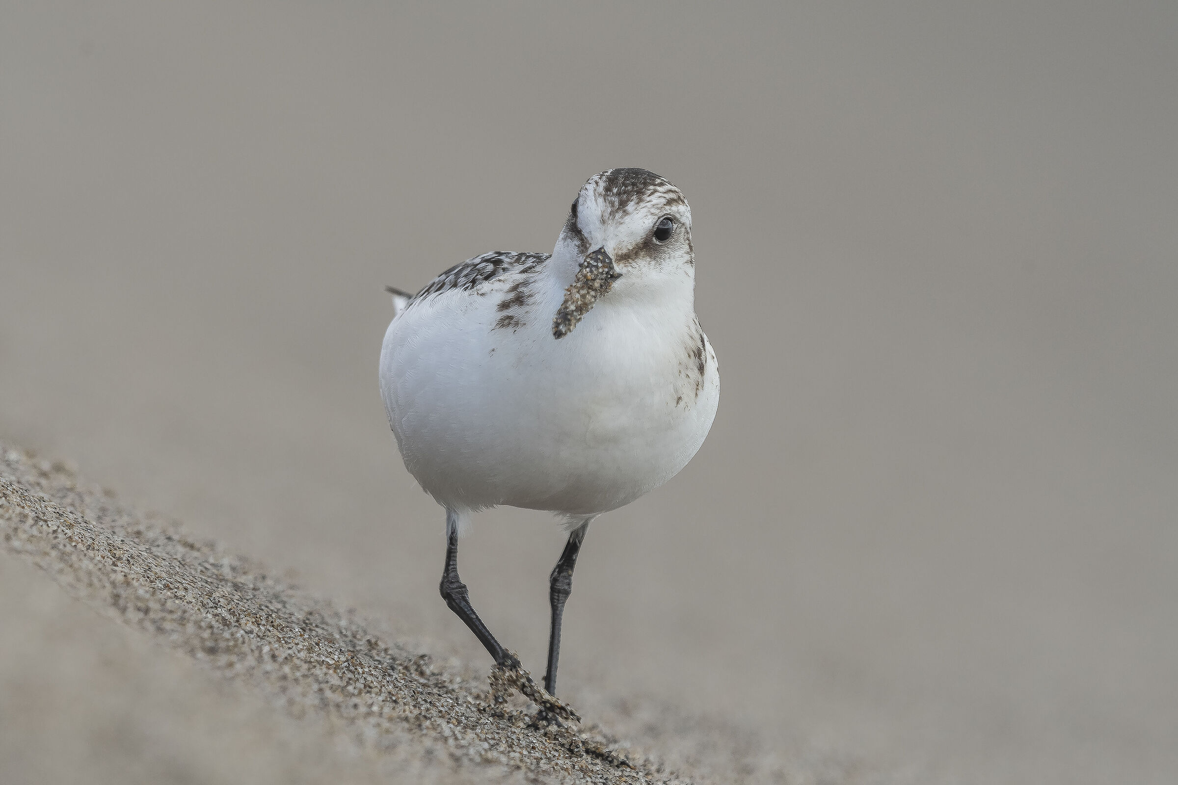 PIovanello tridactyl, who wants to enter inside the obi