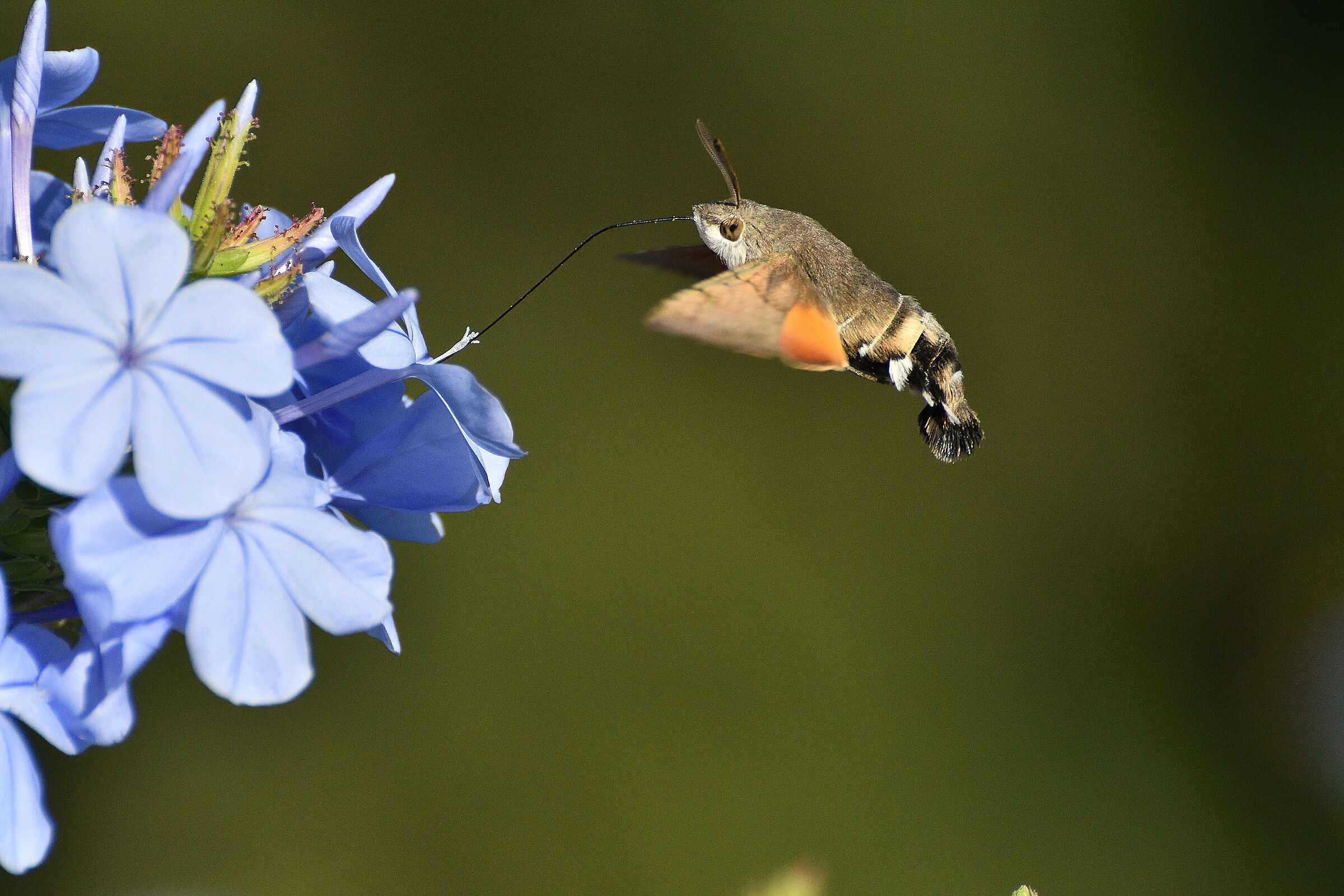 Macroglossum stellatarum..