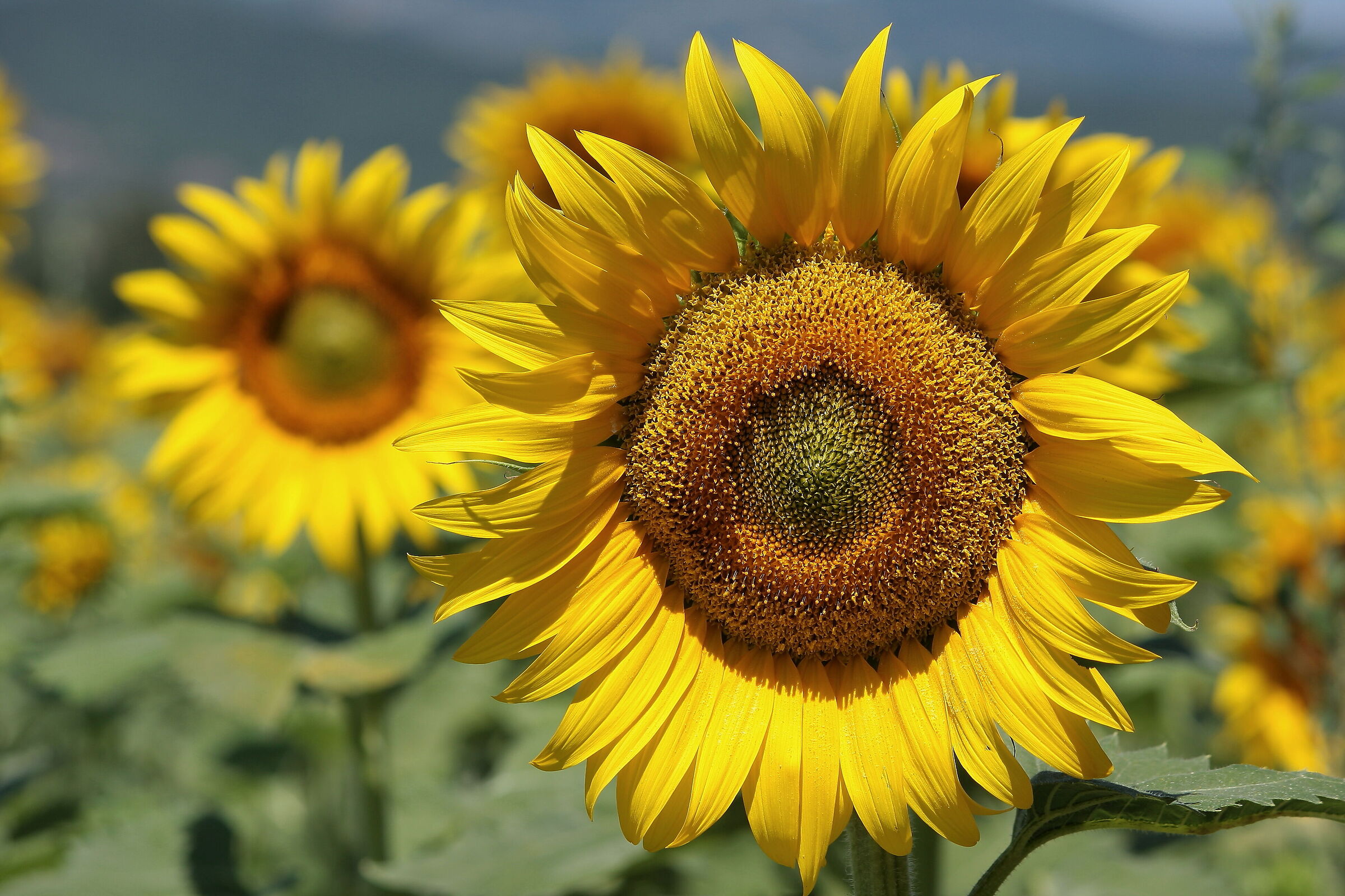 The sunflower and the legend of Clizia and Apollo