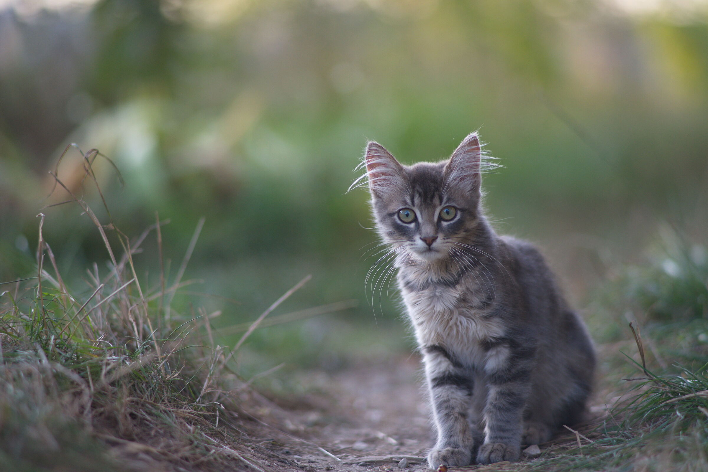 Un gatto un po' speciale