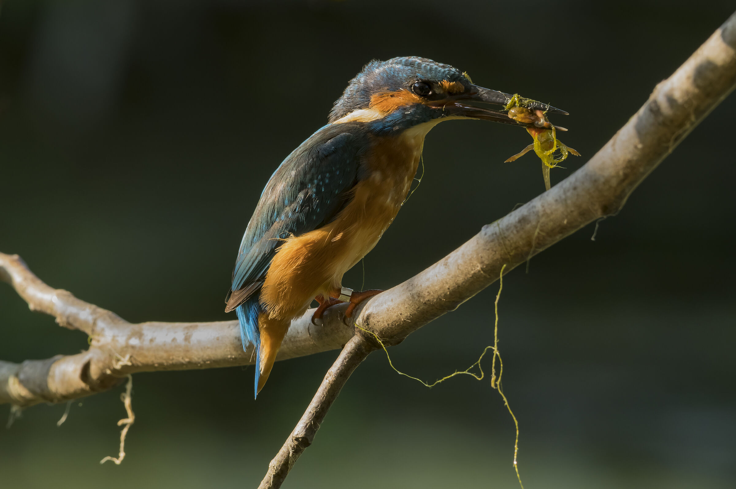 martin with adult gerino