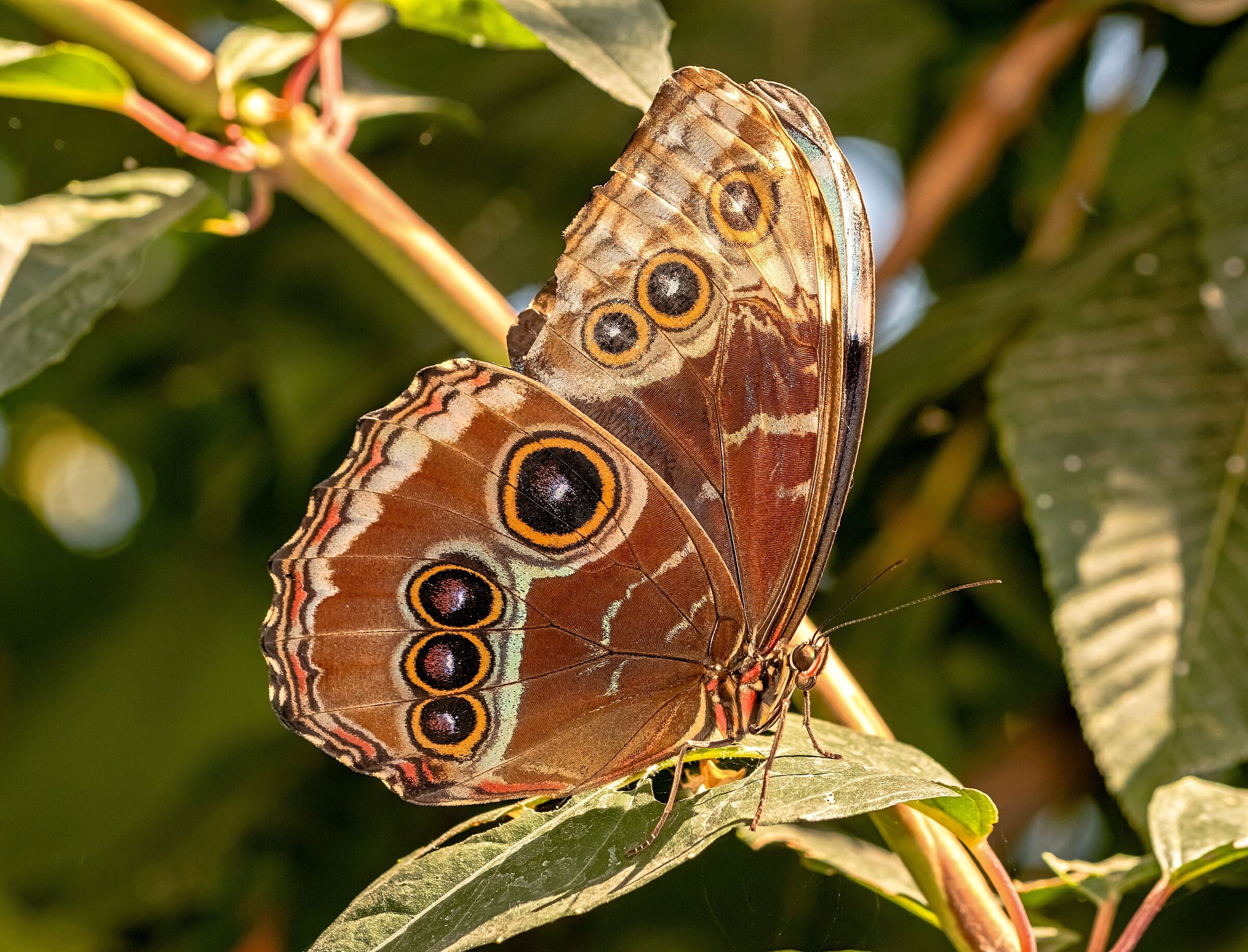 Morpho Peleides 12/08/2021 Oasi Sant'Alessio (pv)