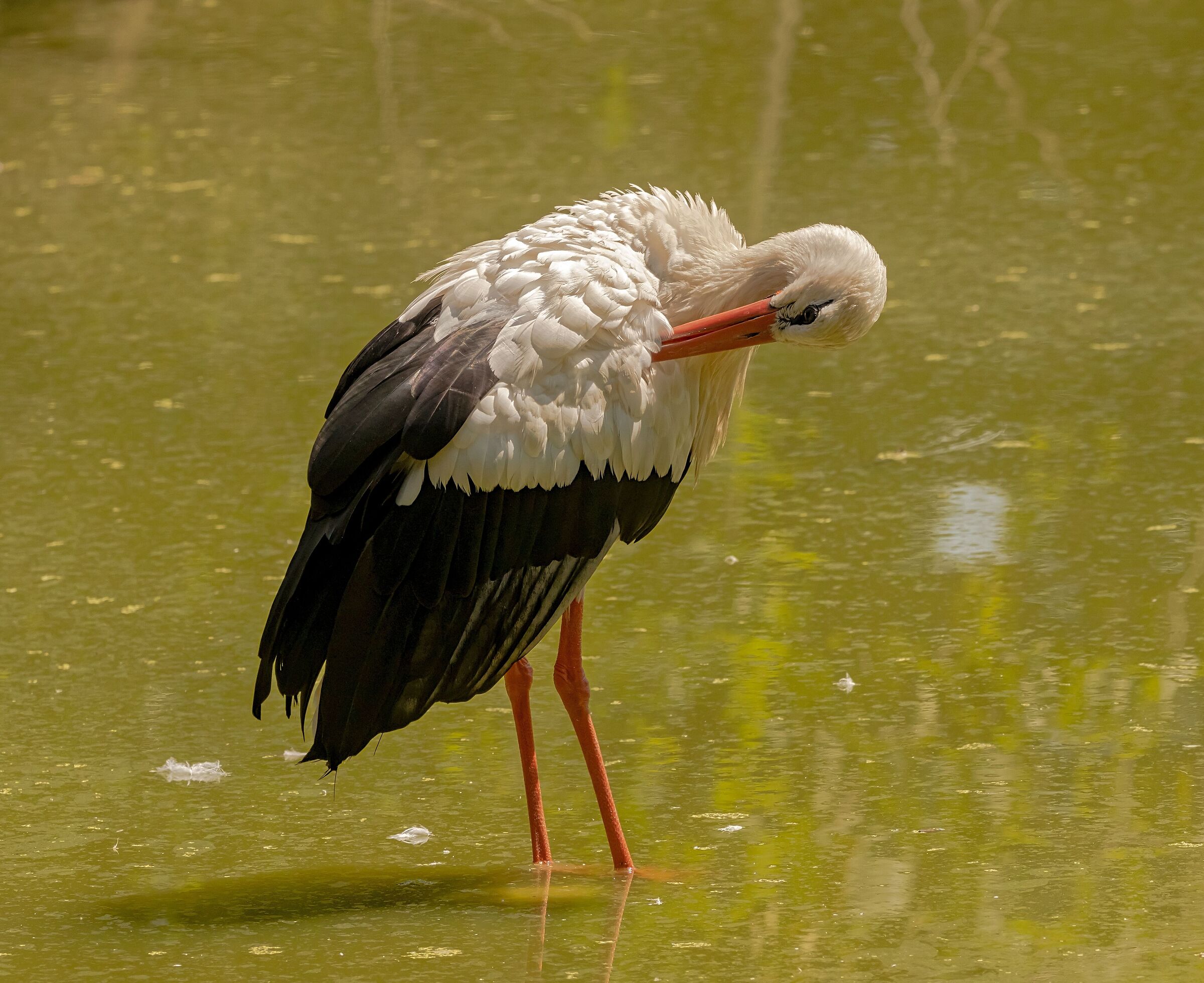 Stork 12/08/2021 Oasi Sant'Alessio (pv)