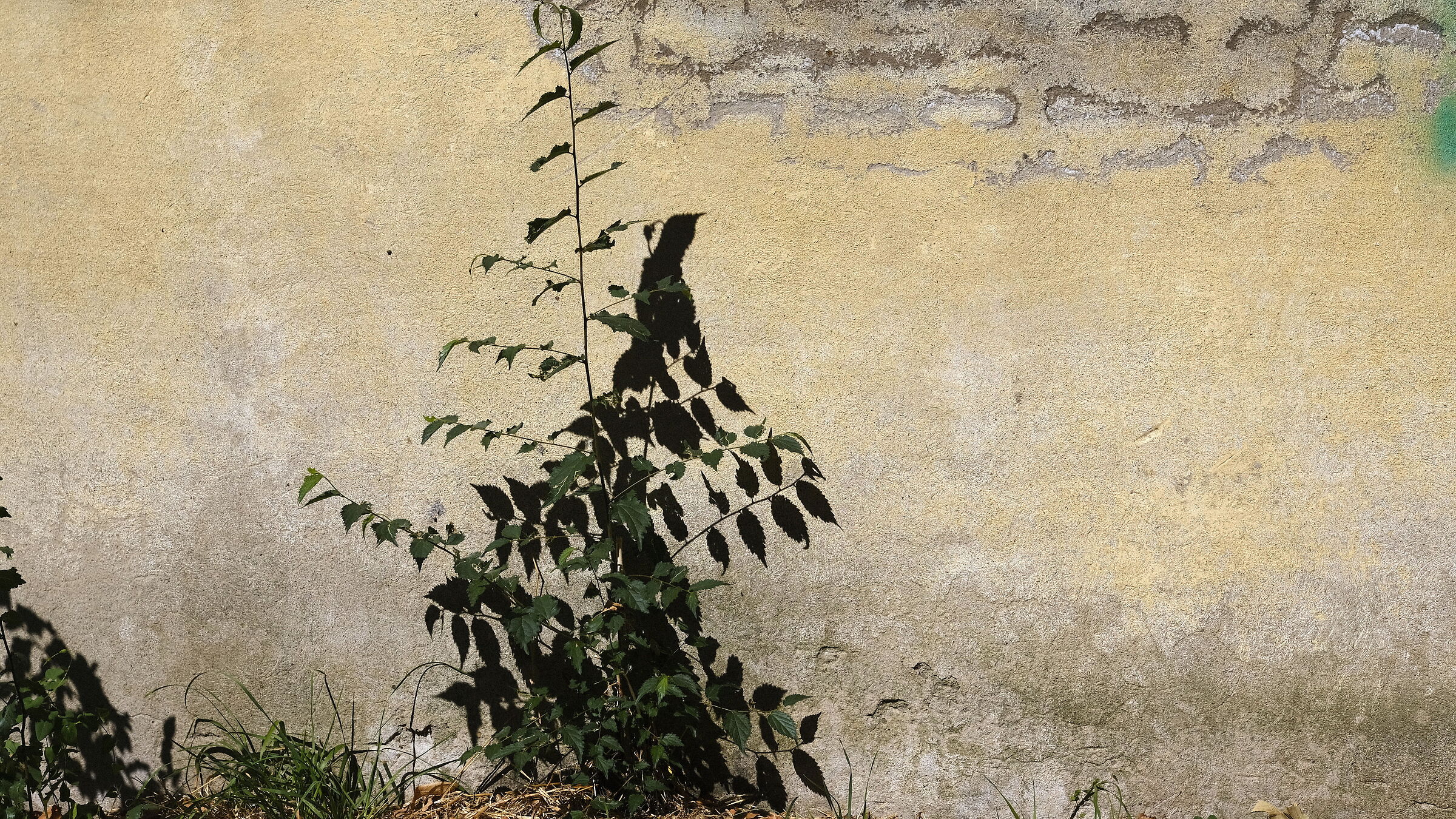 Avvistato . . . raro uccello ombra !!!!!!