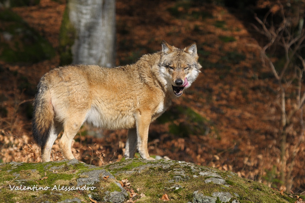 ...buona da leccarsi i baffi