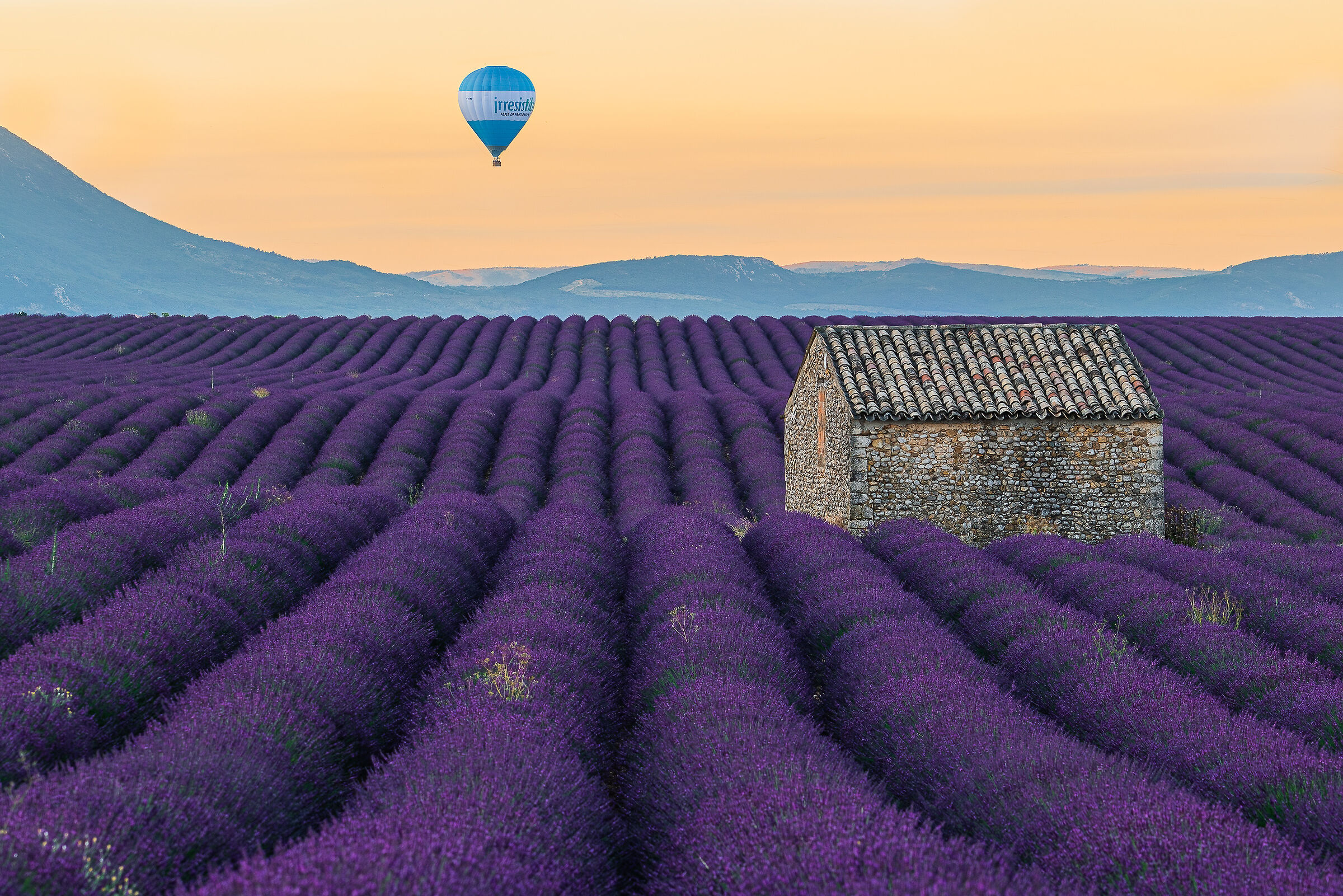 valensole all'alba