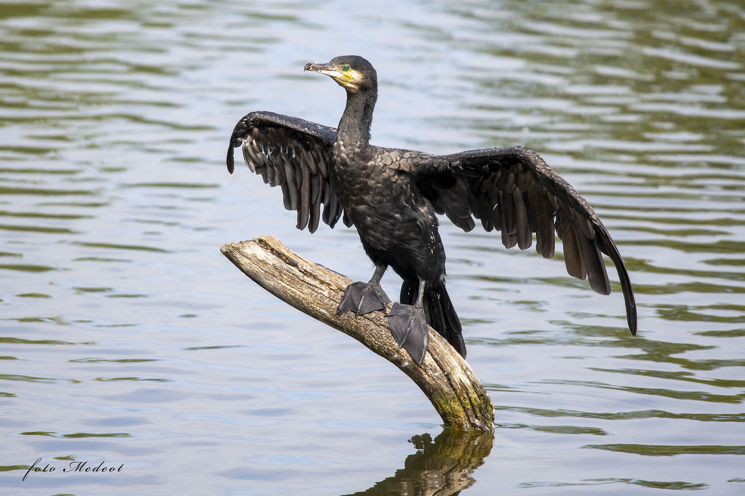 Cormorano