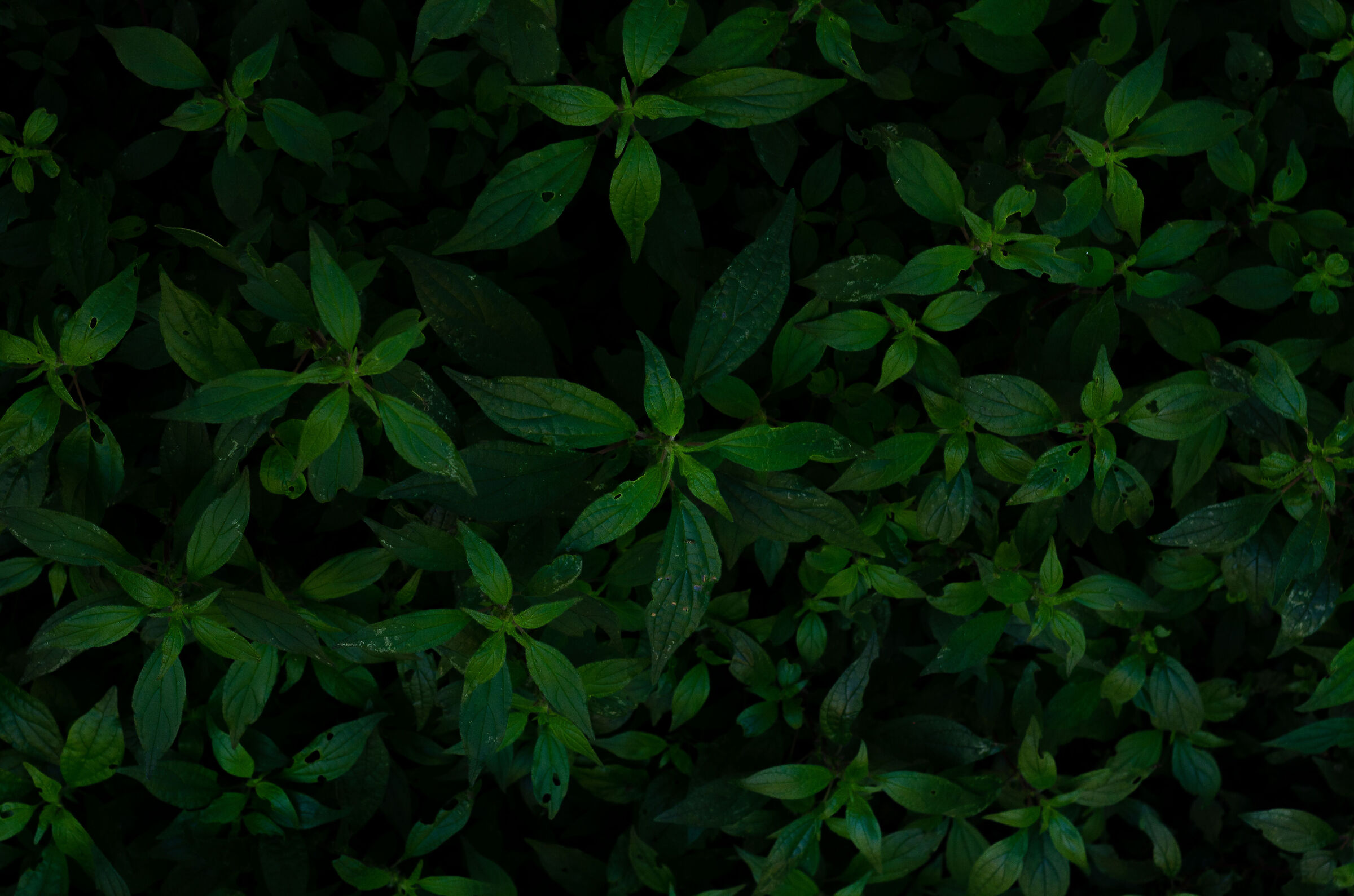 Untitled Photo