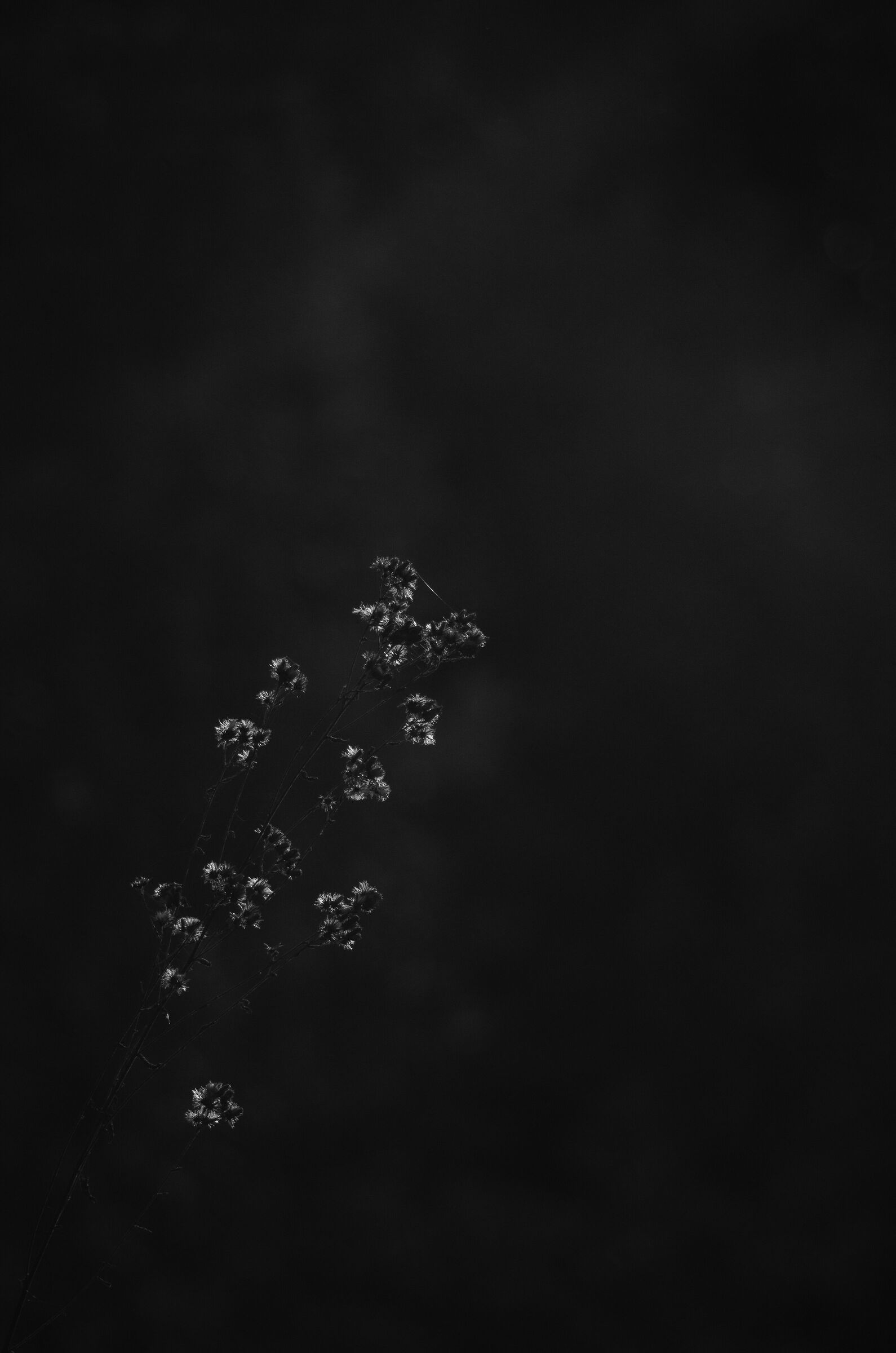 200mm f4 m
