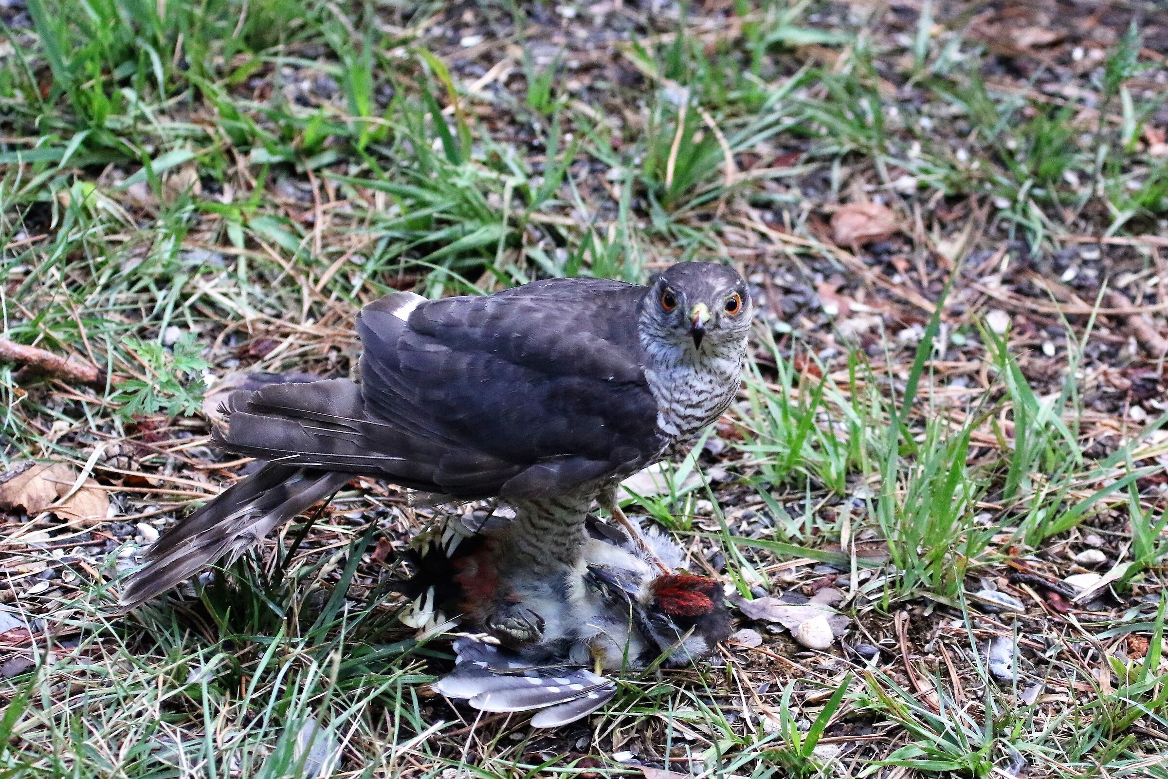 sparrowhawk with red woodpecker prey
