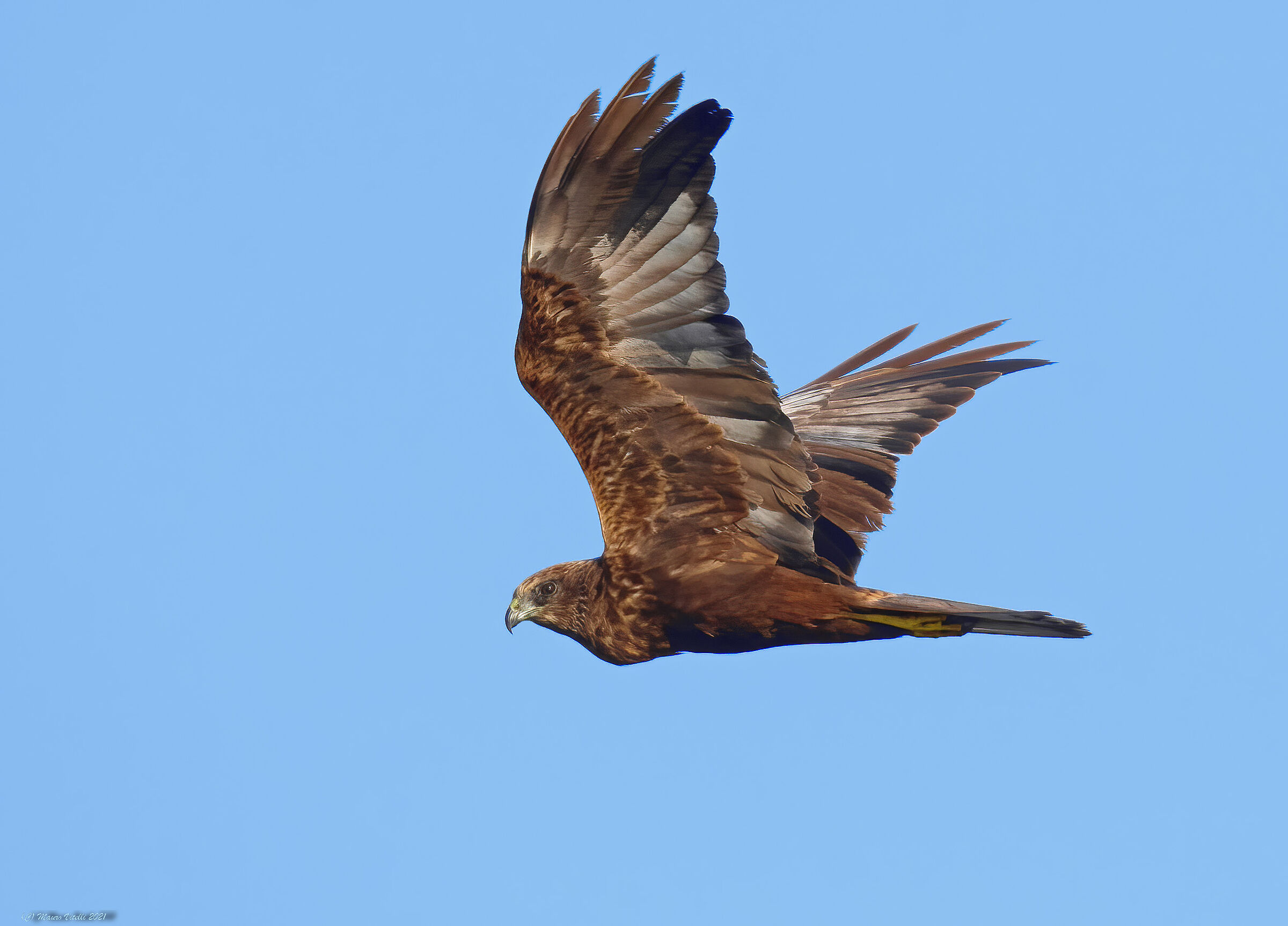Marsh falcon (Circus aeruginosus)