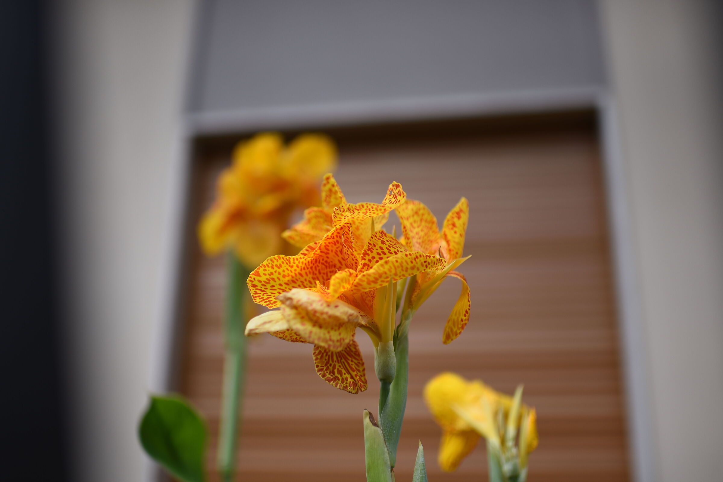 Nikon 750 / Zeiss Otus 28, 1.4