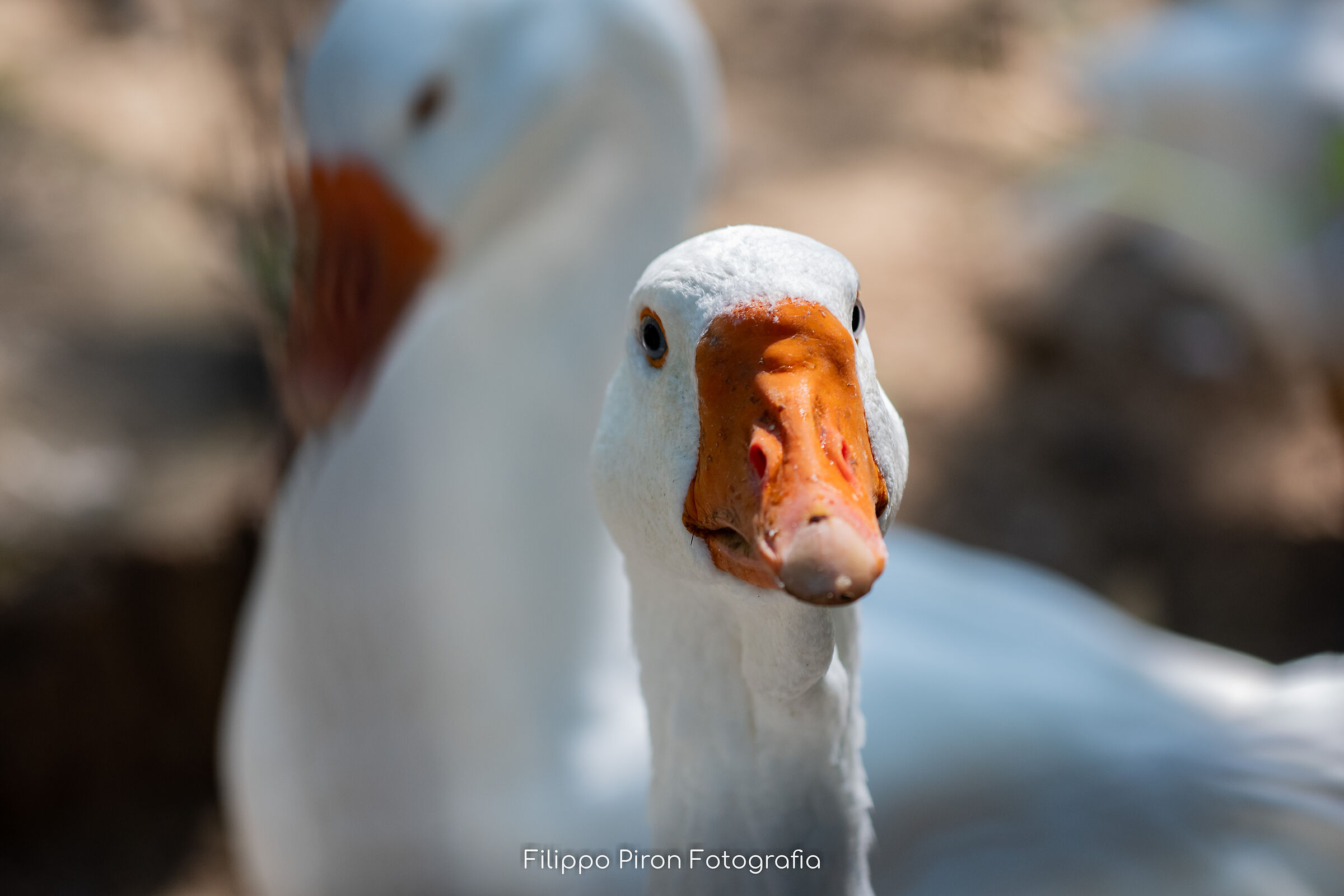 "I'll Keep an Eye on You!" ? Domestic Goose