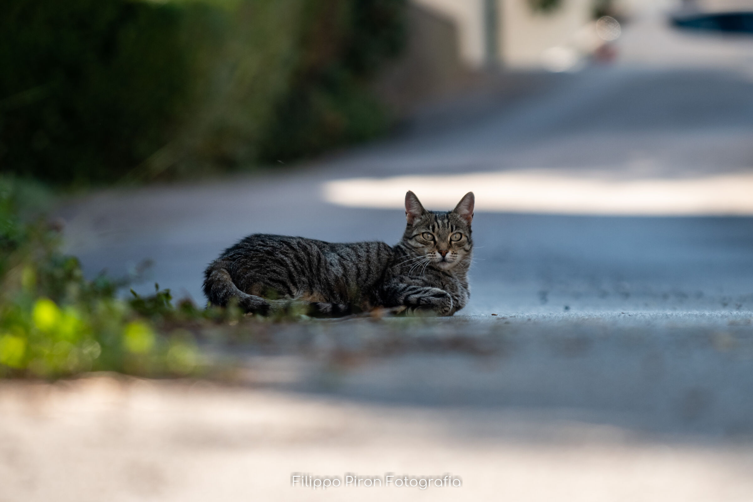 "The Master of the Road" - Cat
