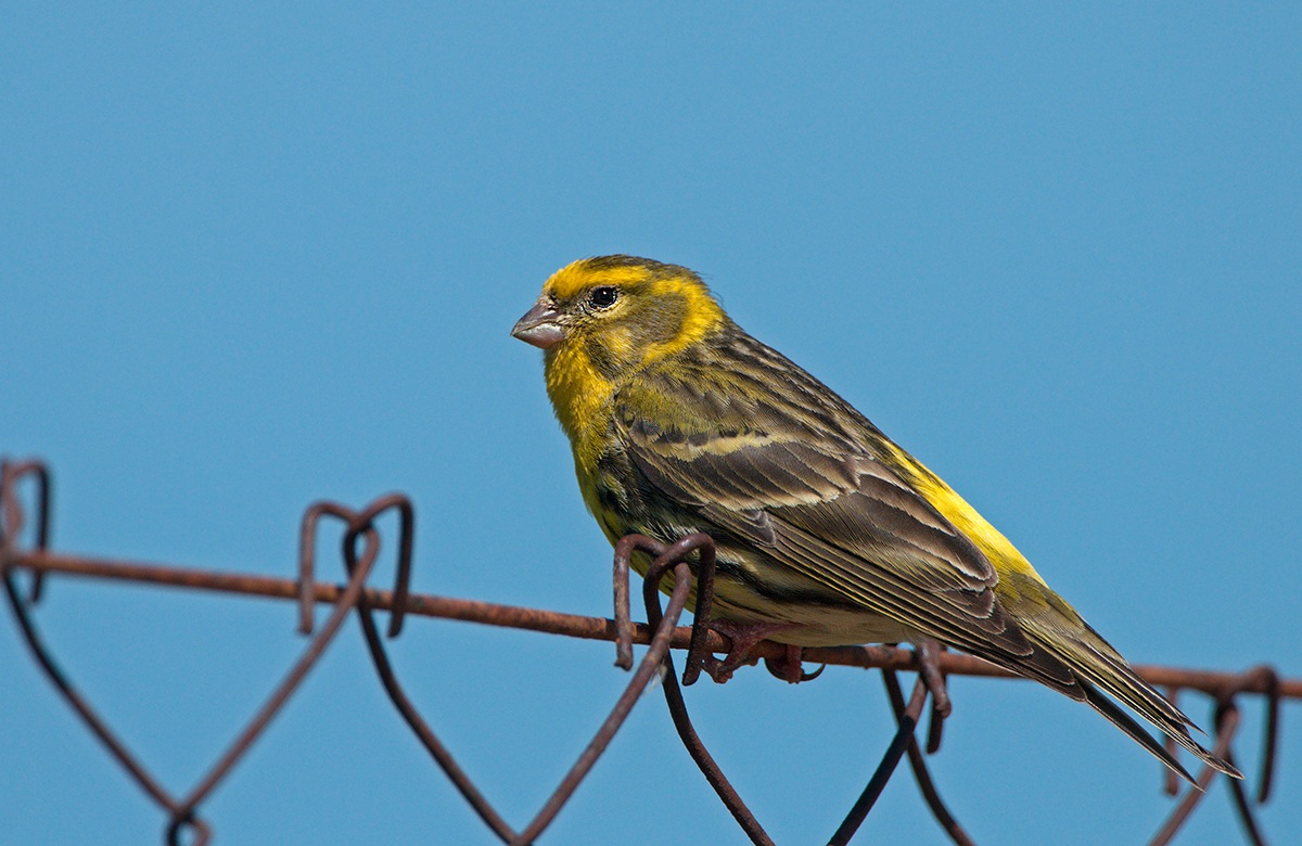 serin