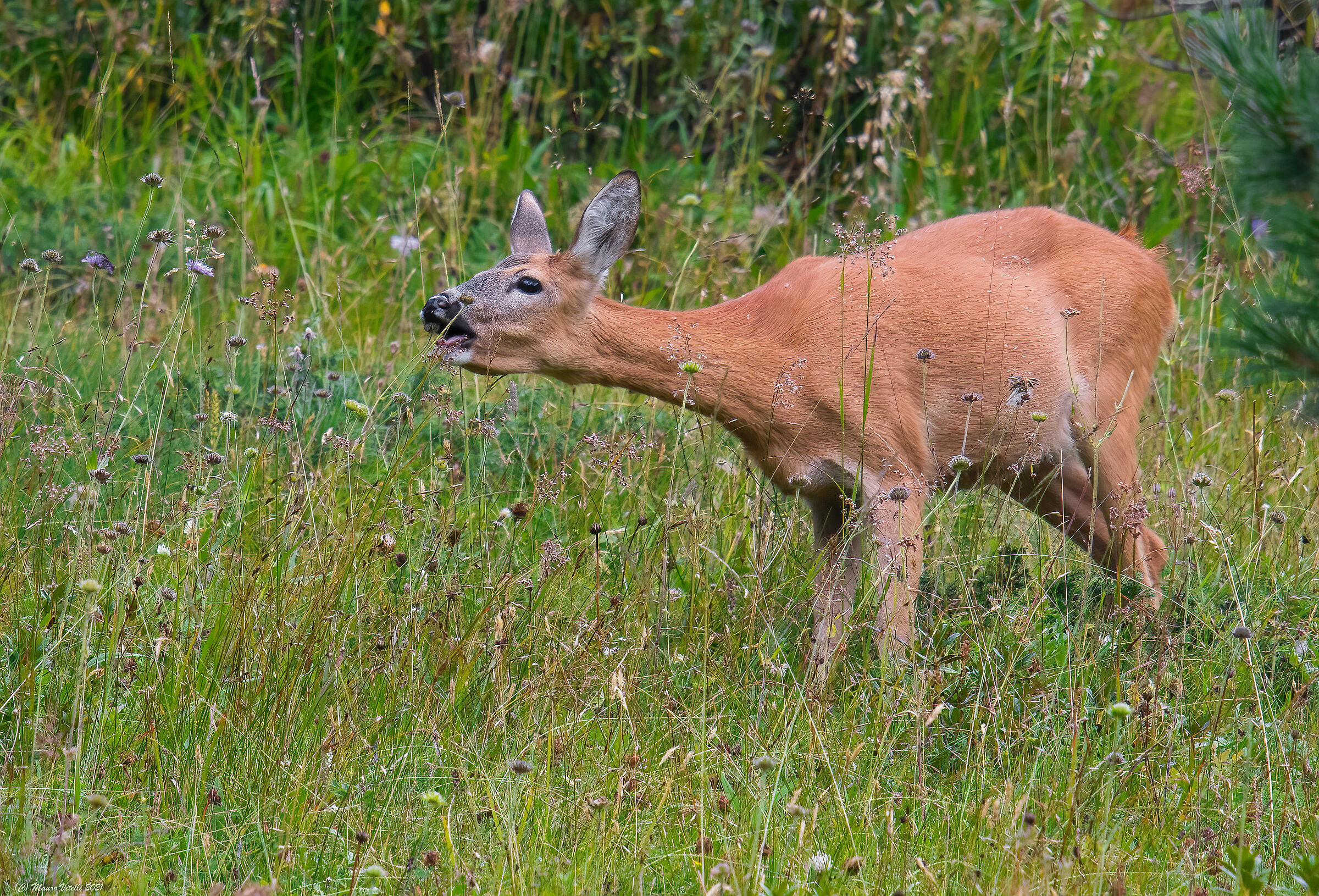Capriolo (Mammals ungulate) Femmina