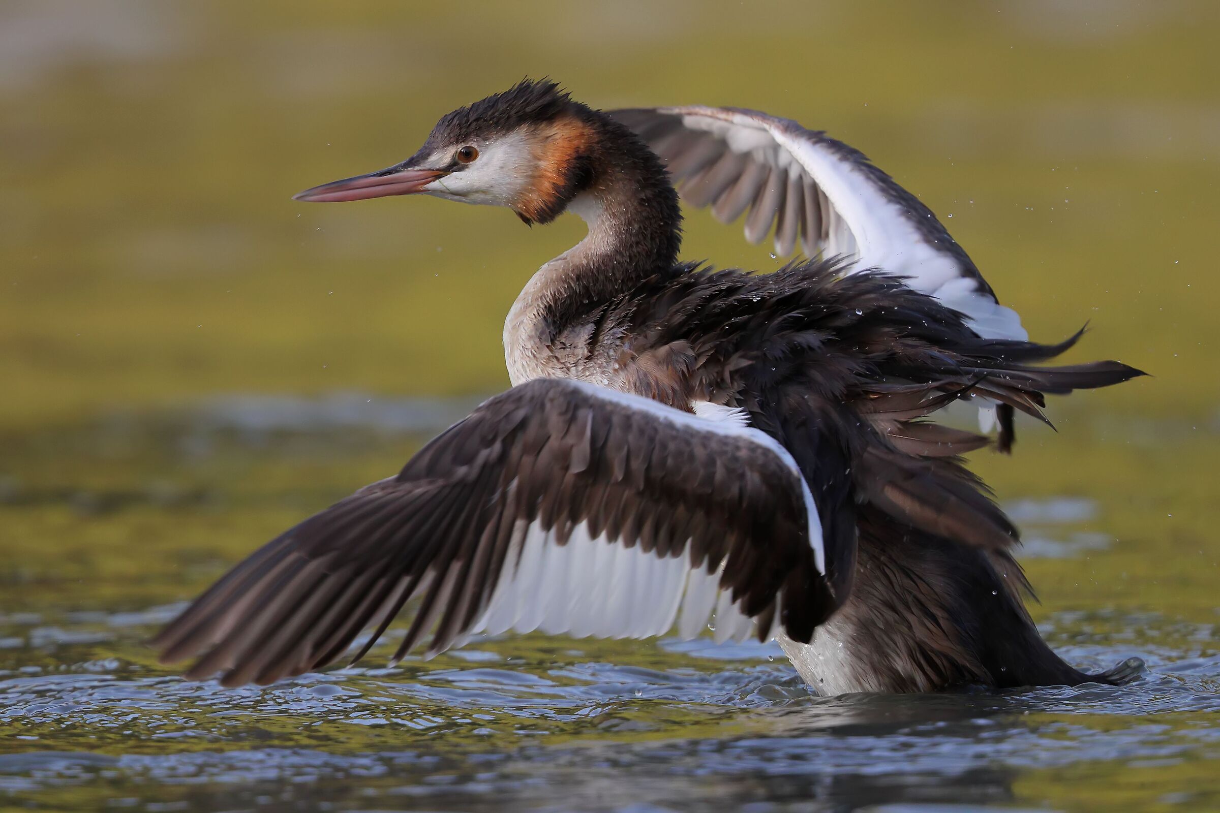 Great crested grebe