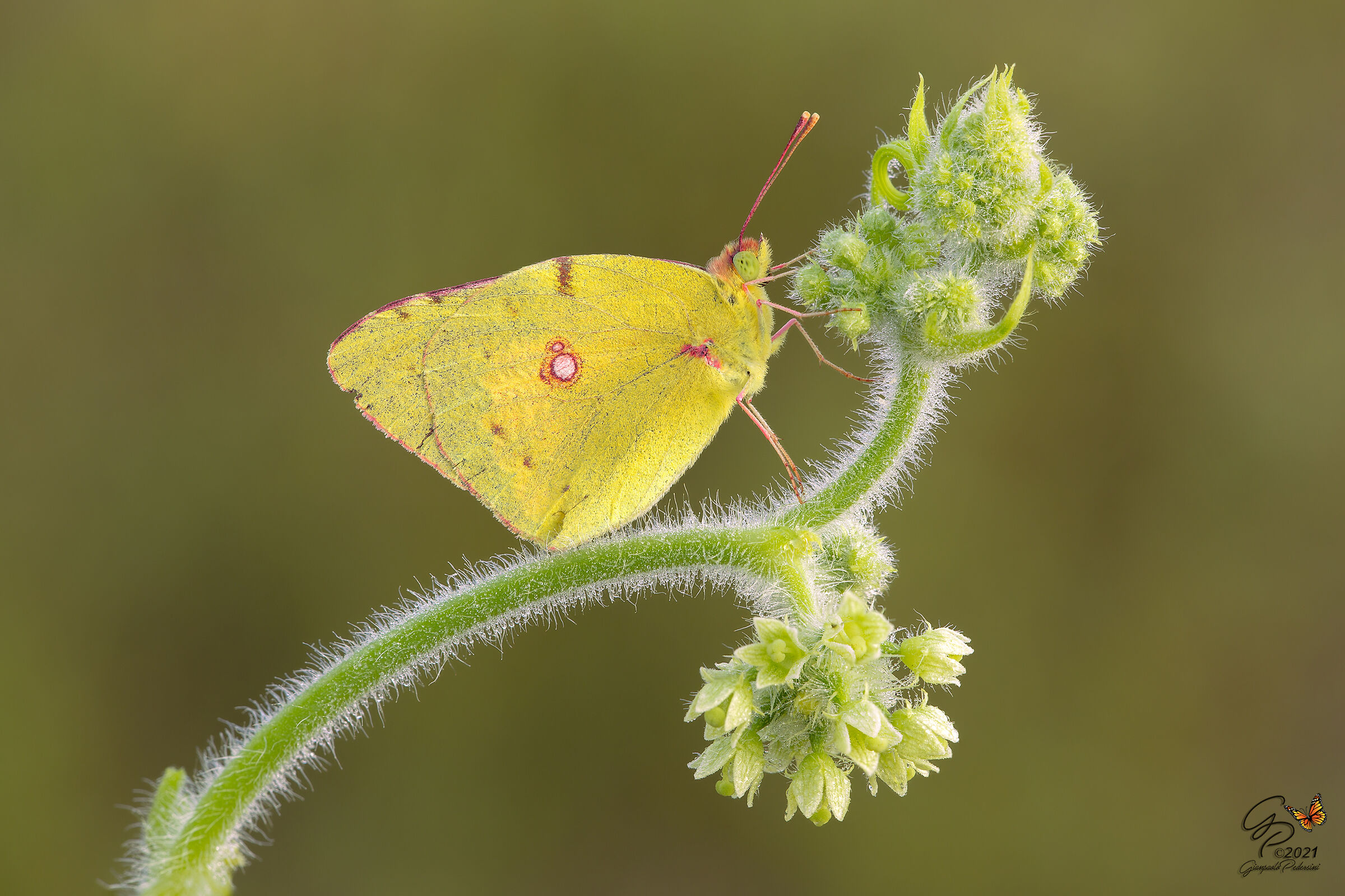 Onnipresente.....Colias crocea