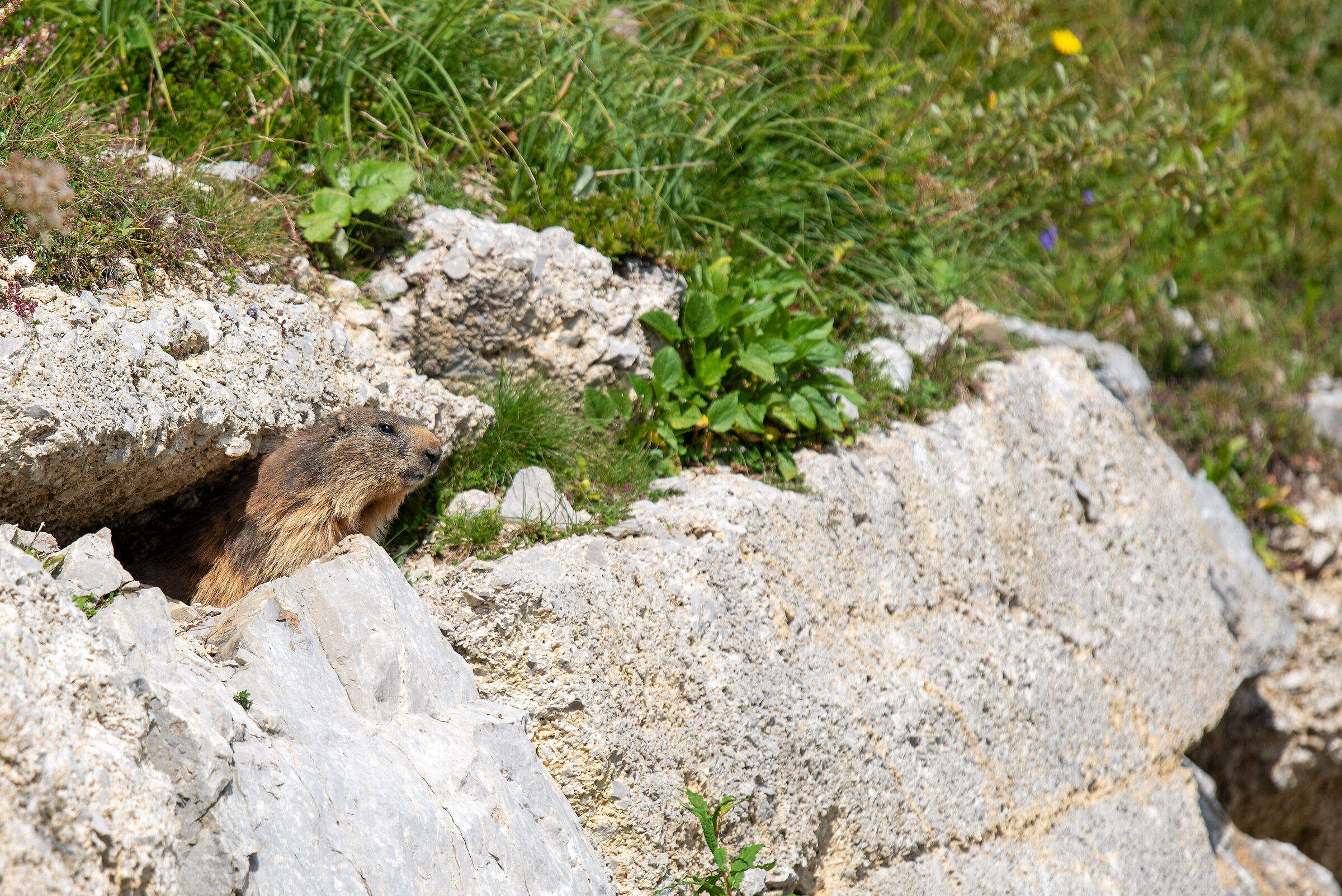 Marmot