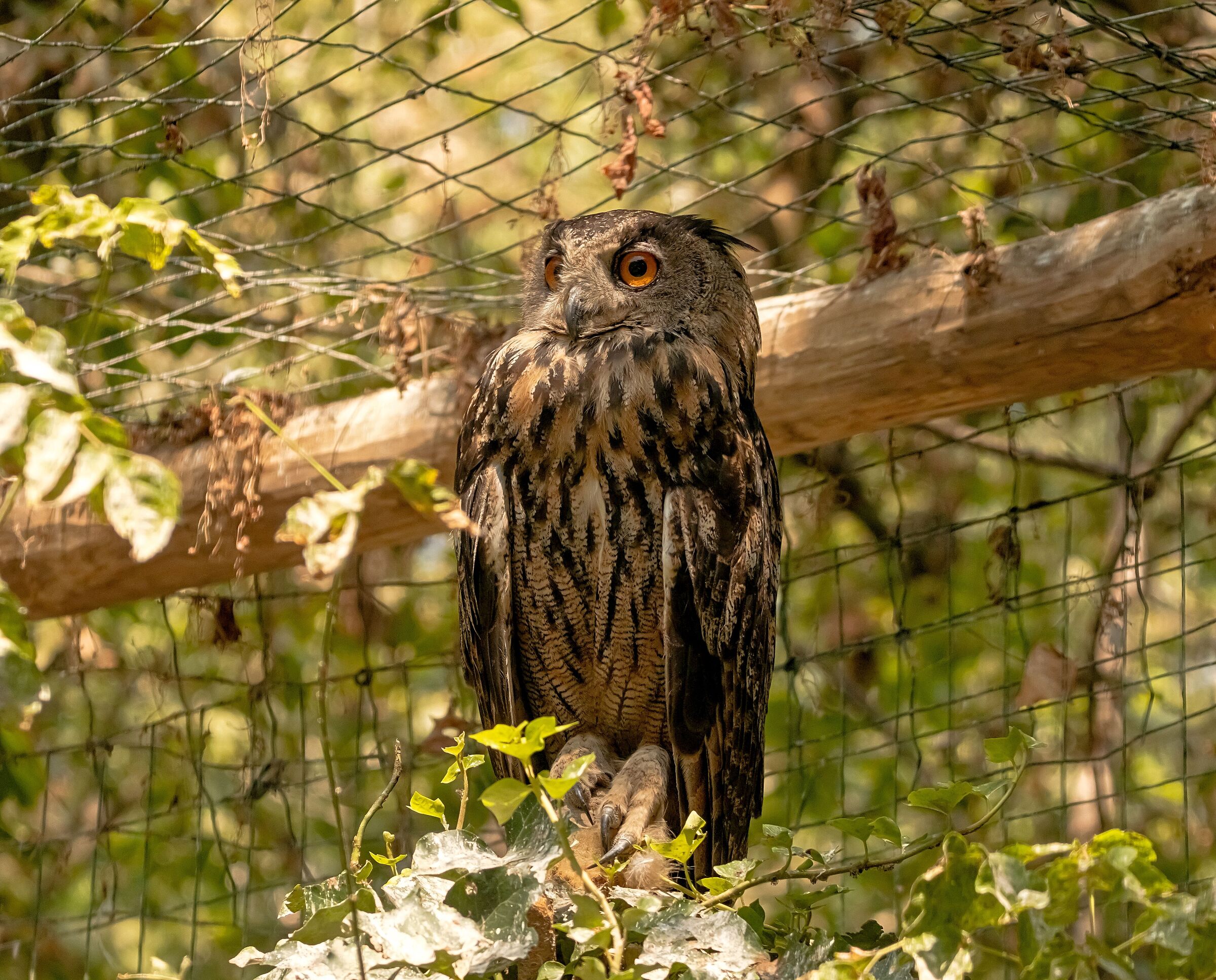 Eagle Owl in stop 12/08/2021 Oasi Sant'Alessio (PV)