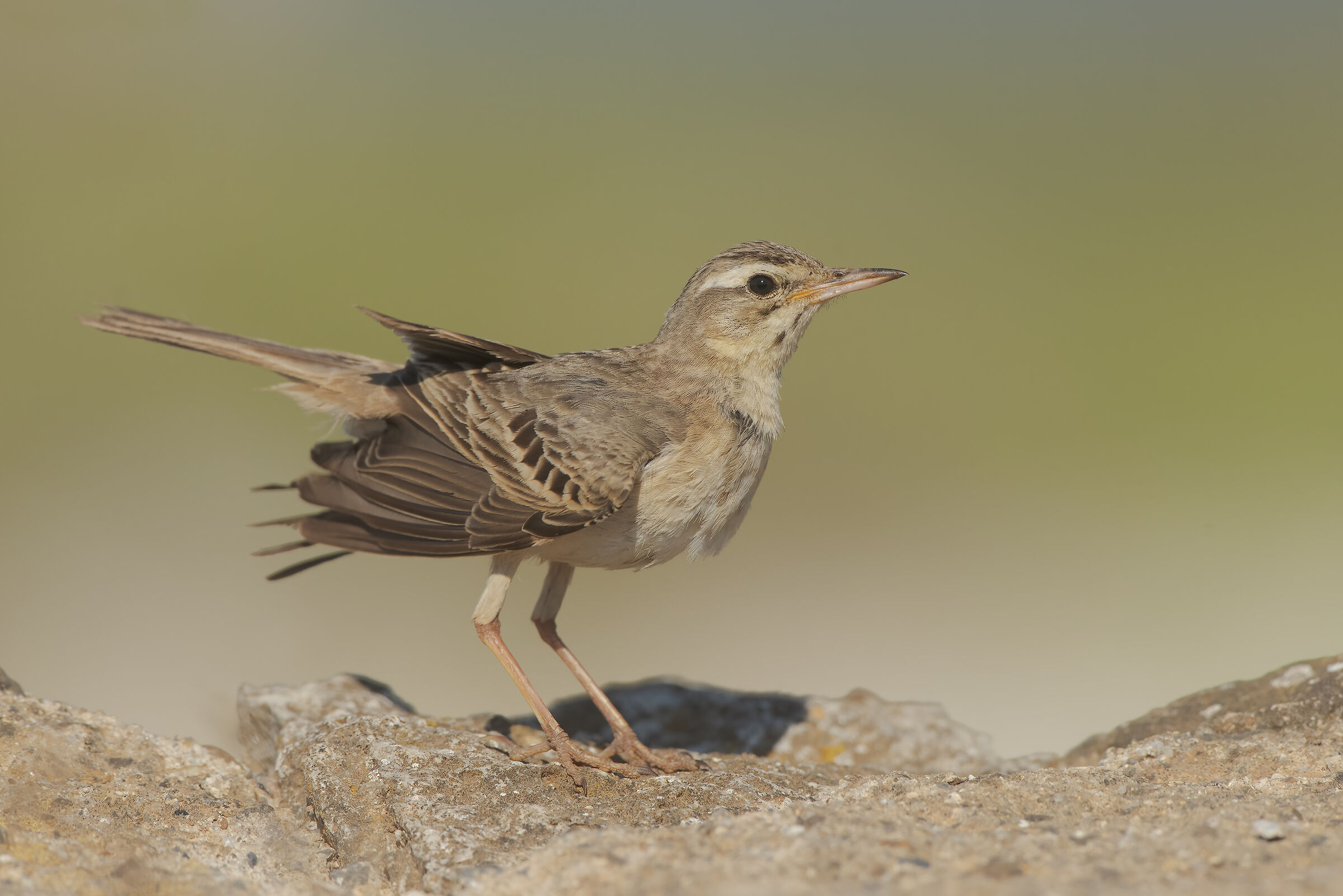 the sgrullata of calandro