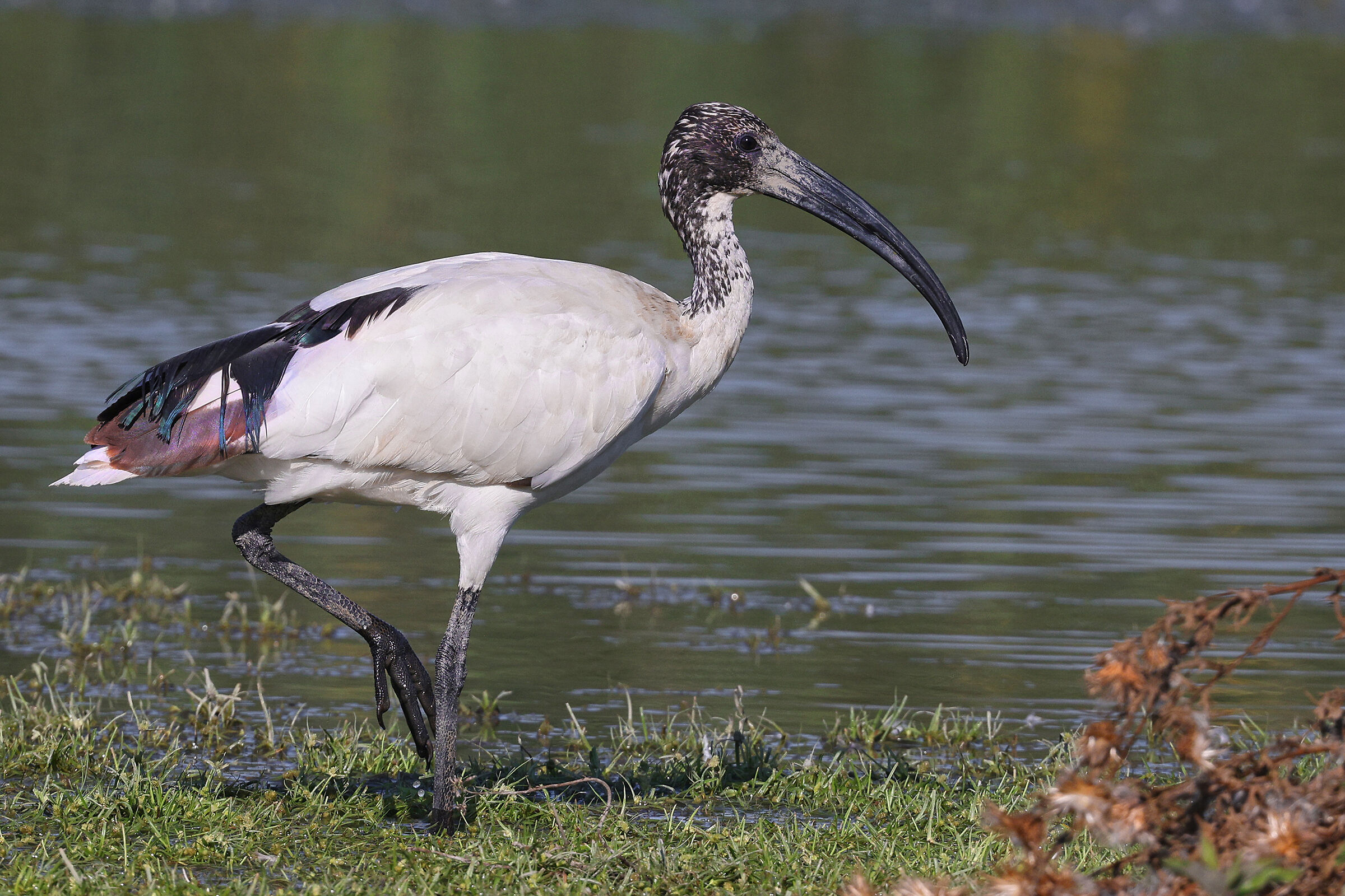 Ibis Sacro
