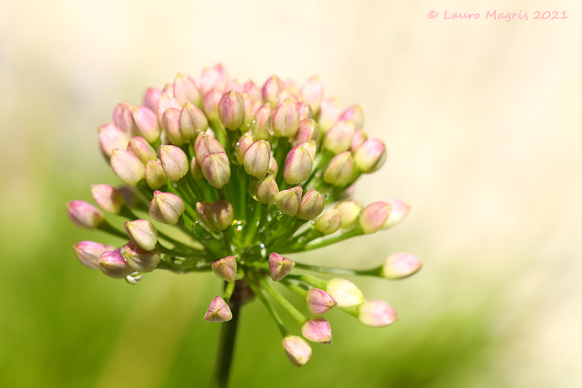 Evanescent (Mountain Garlic)