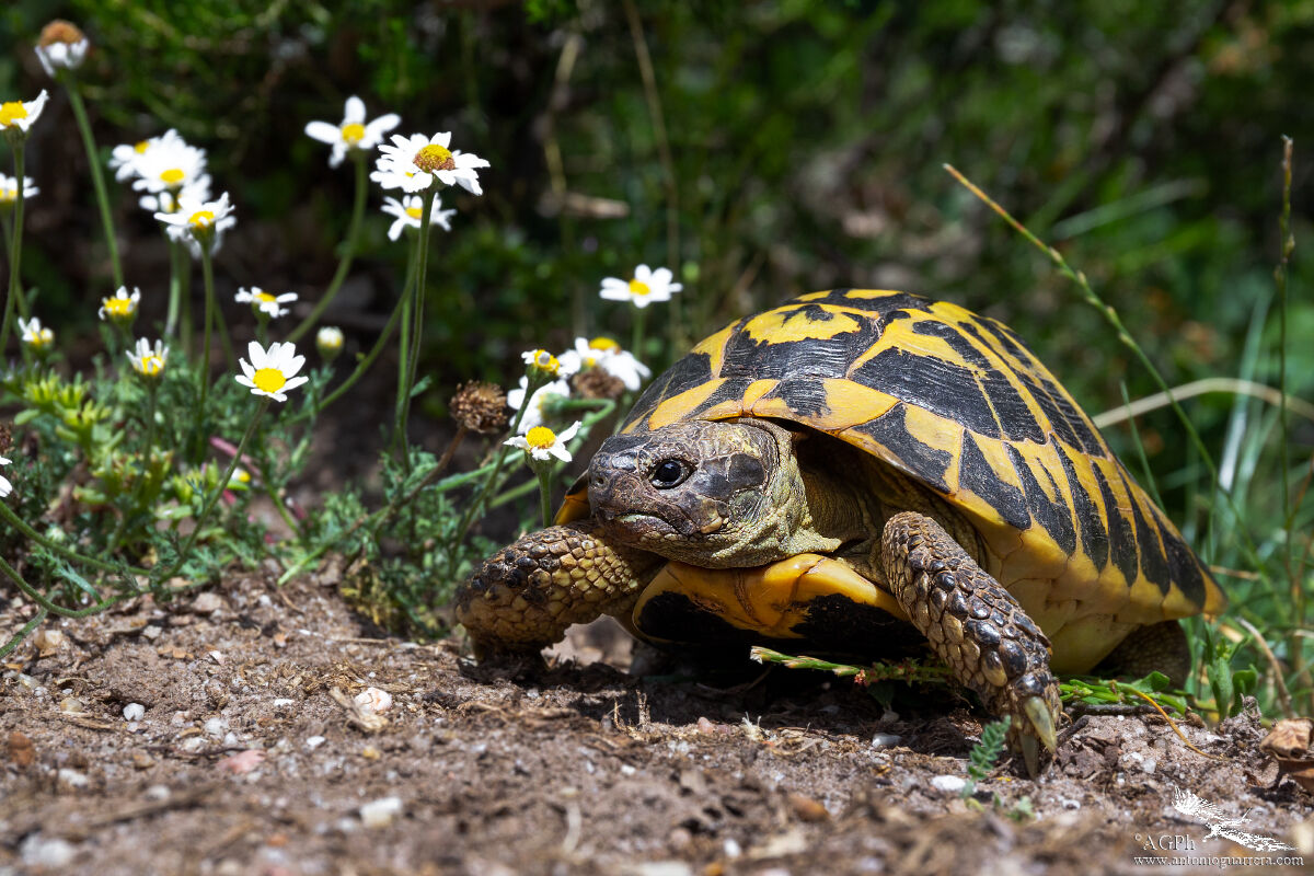 Terrestrial tortoise