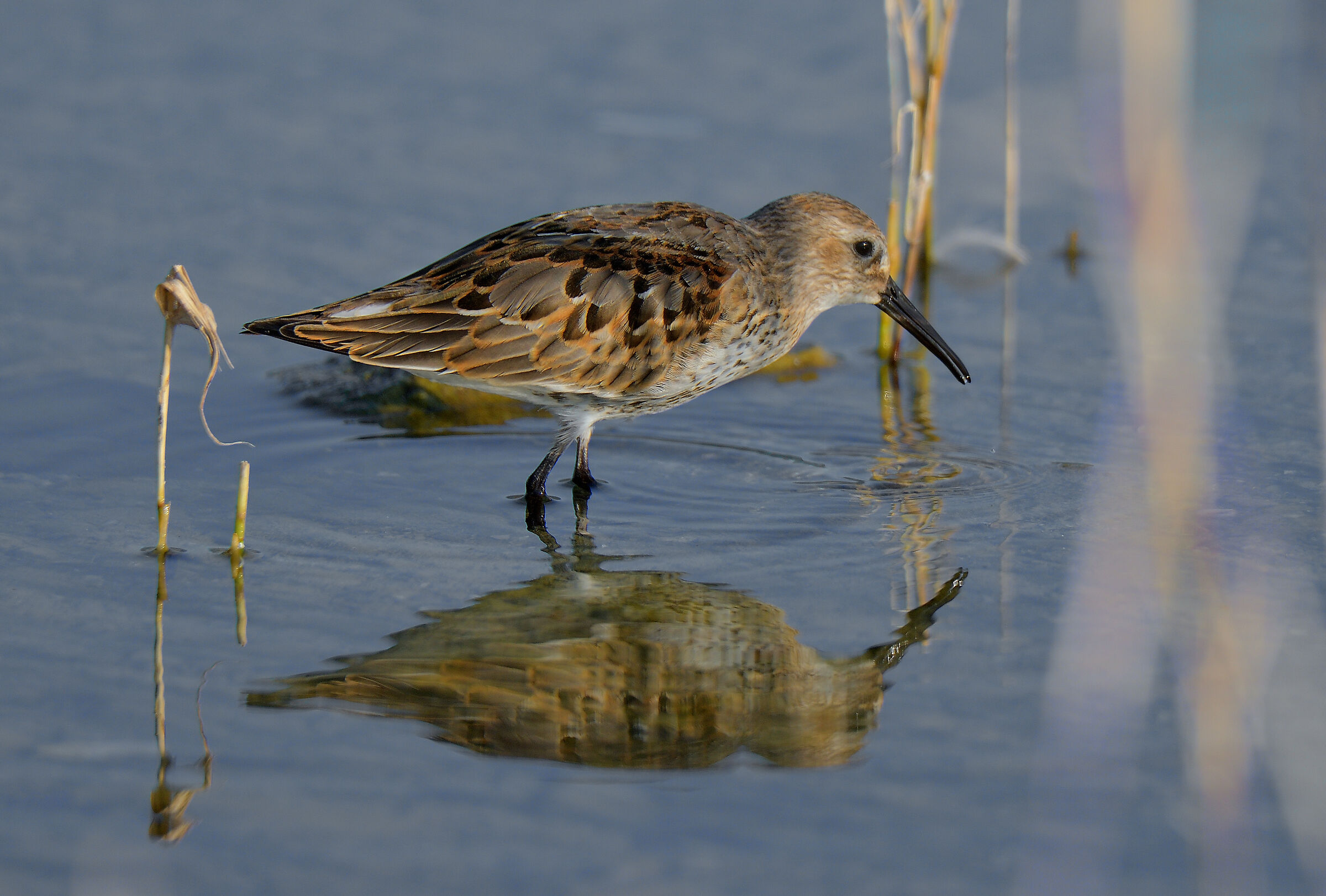 i colori del piumaggio del piovanello pancia nera