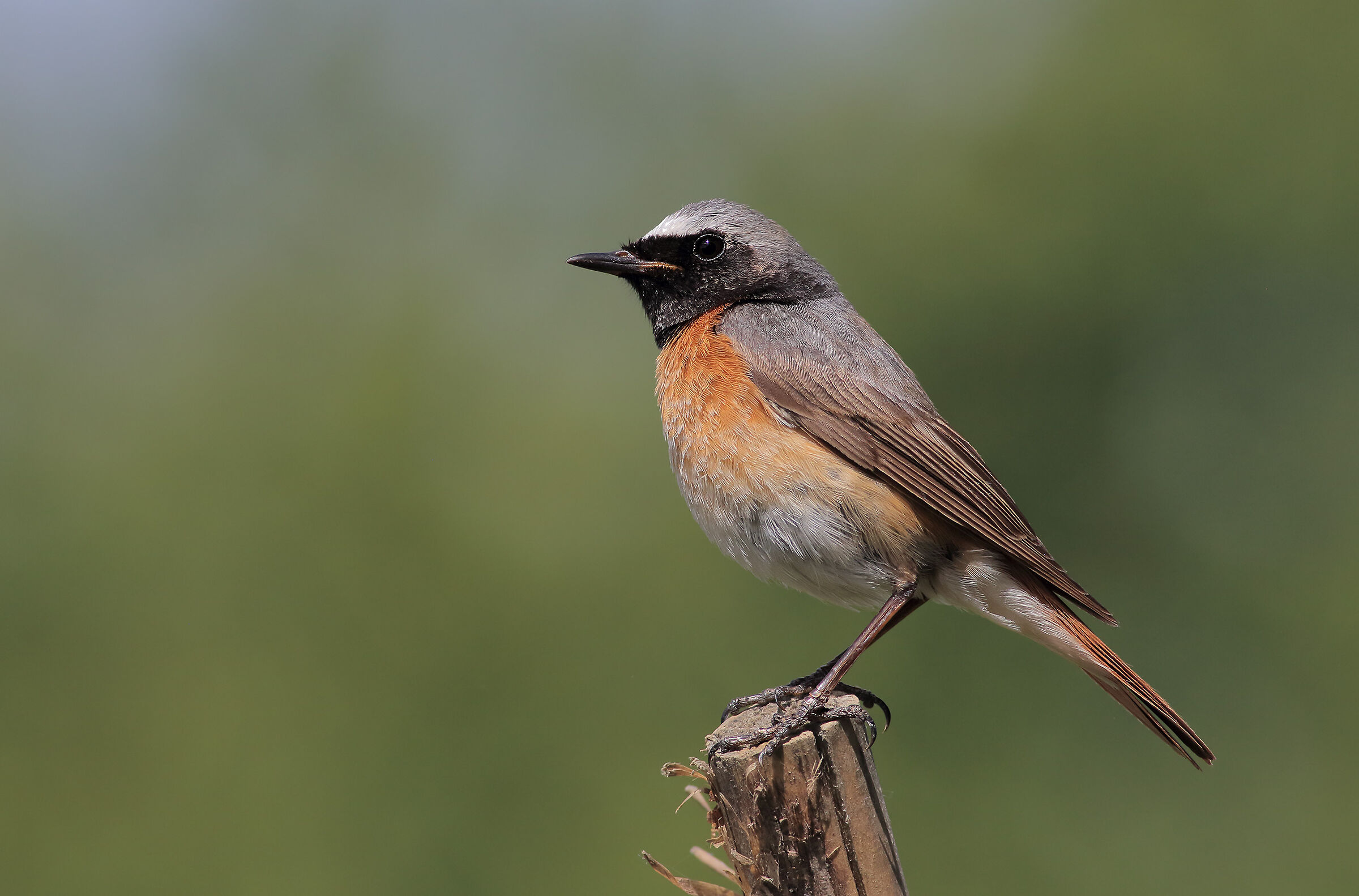 Male redstart