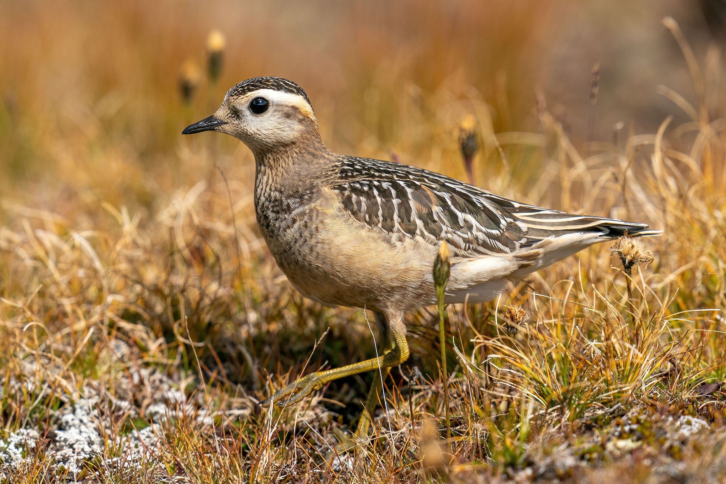 Tortolino plover