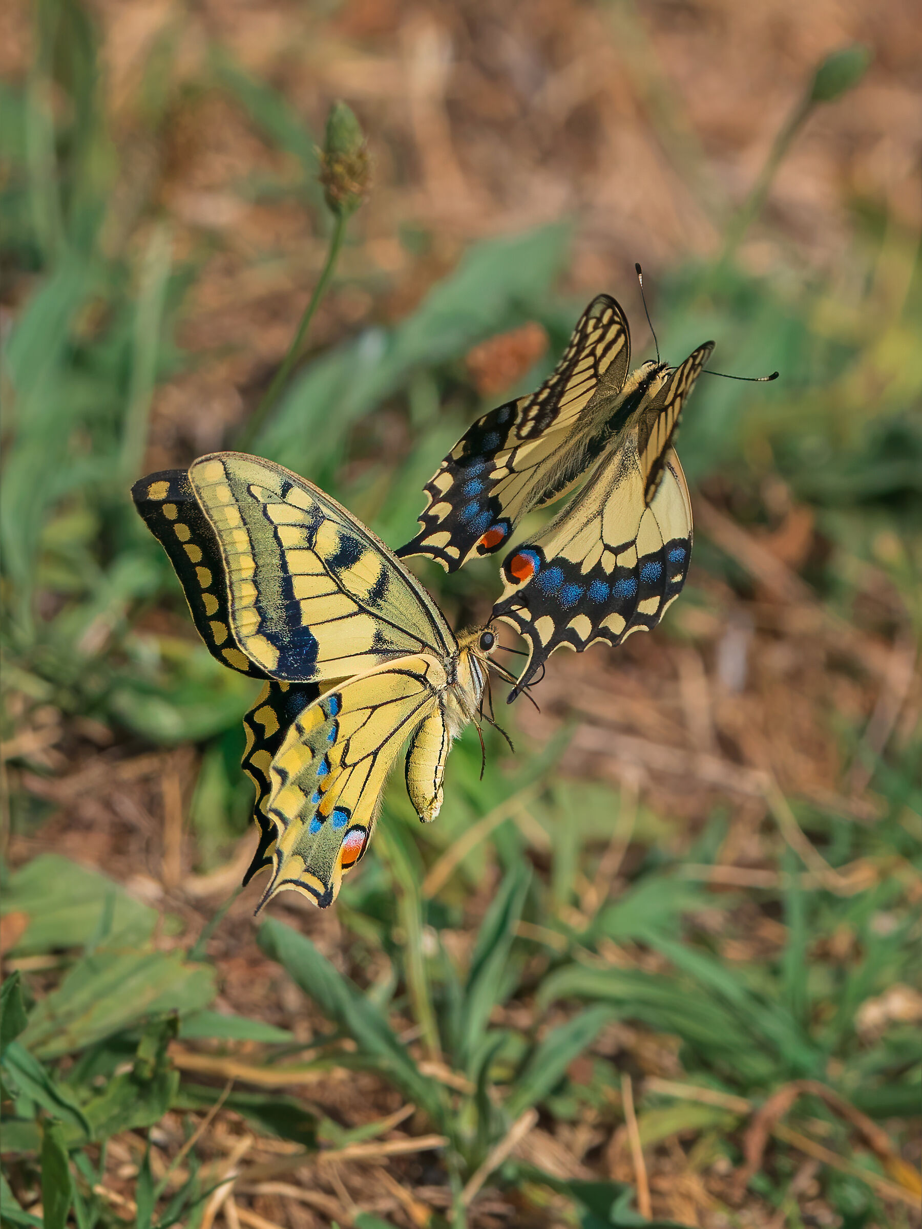 Macaoni chase each other 3