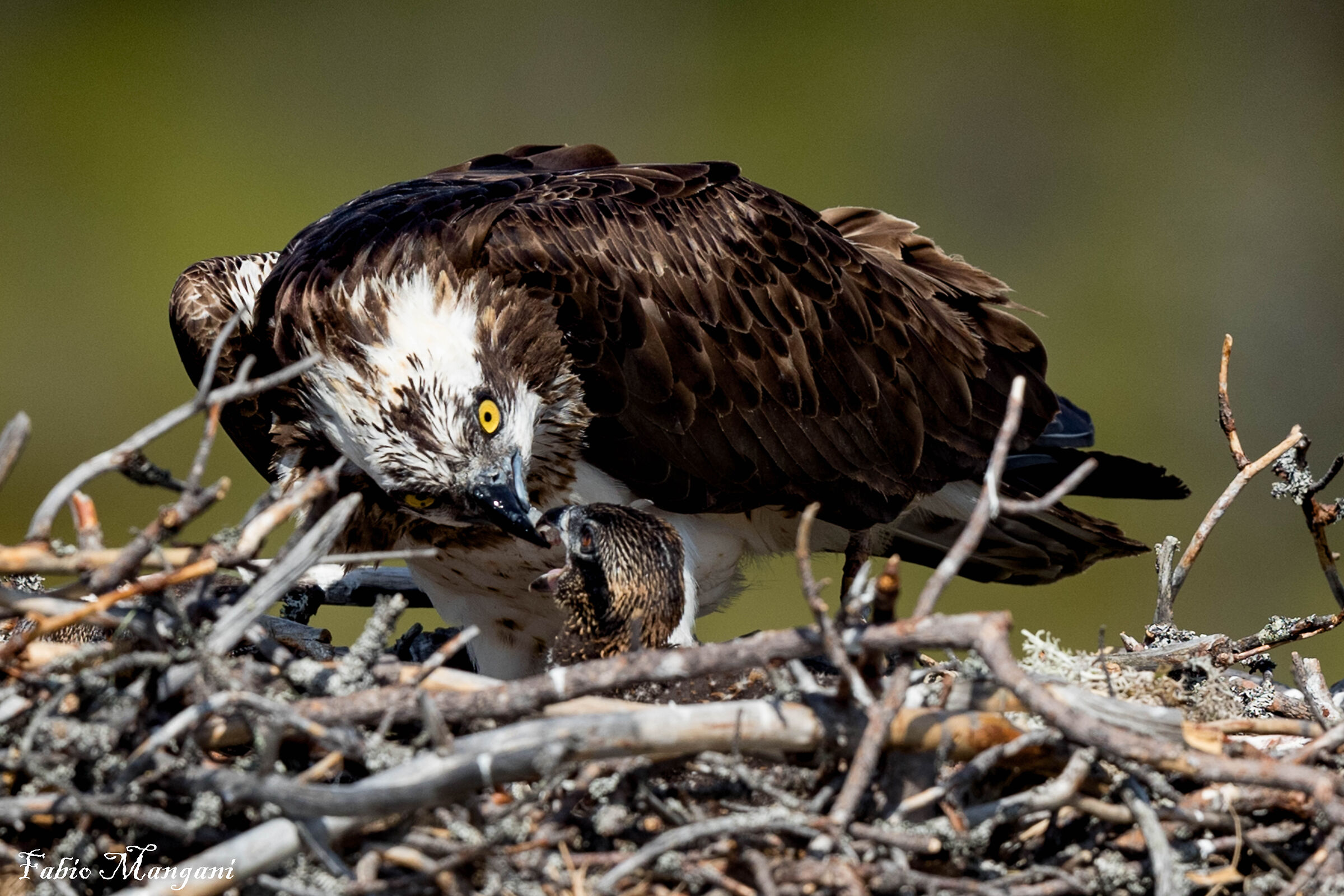 Imbeccata al pullo del falco pescatore Finland.......