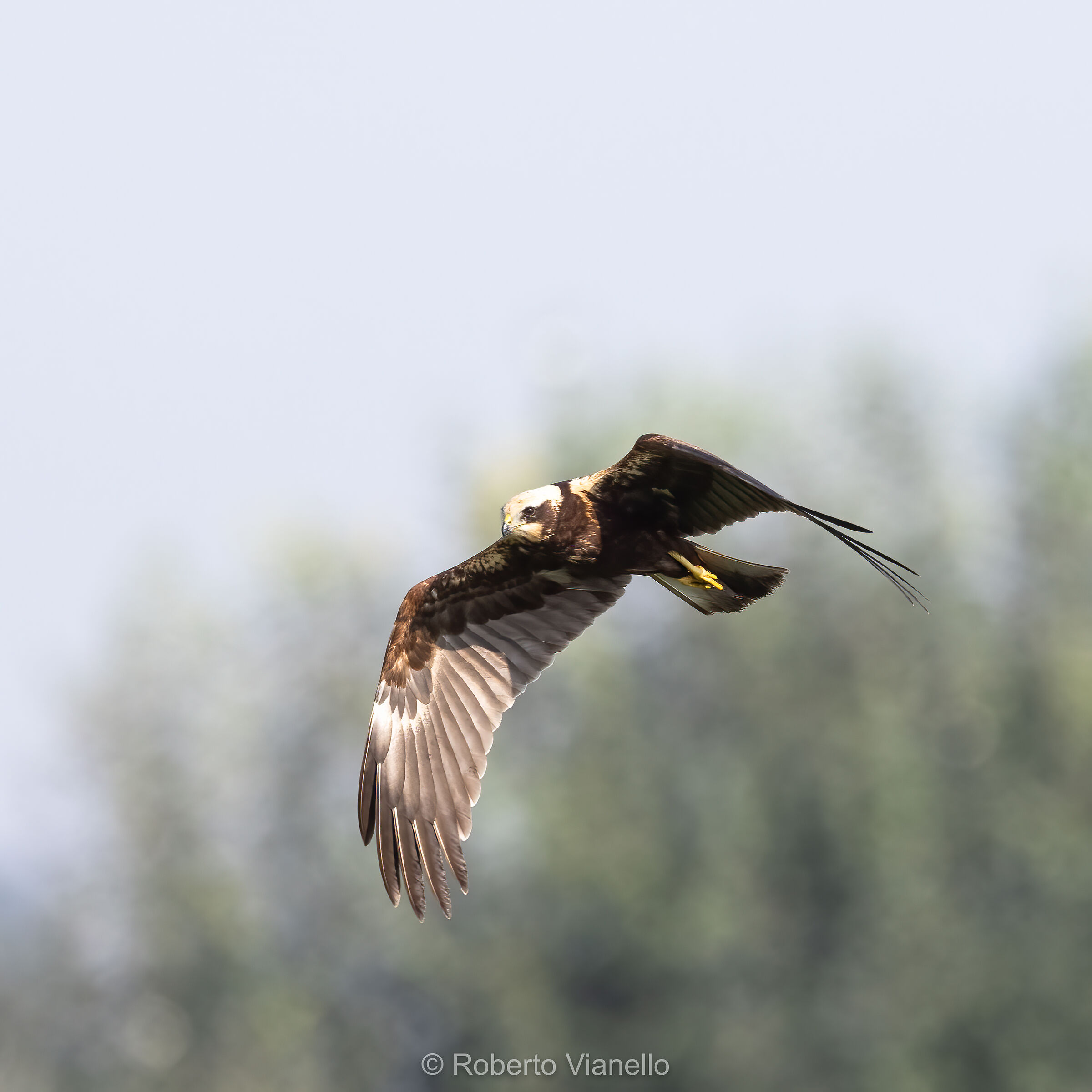 Falco di palude femmina (Circus aeruginosus)