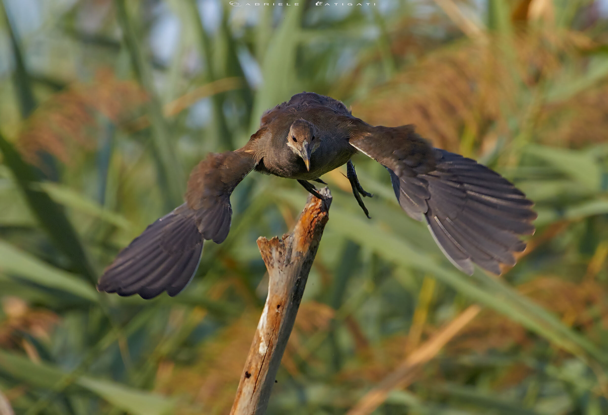 Moorhen