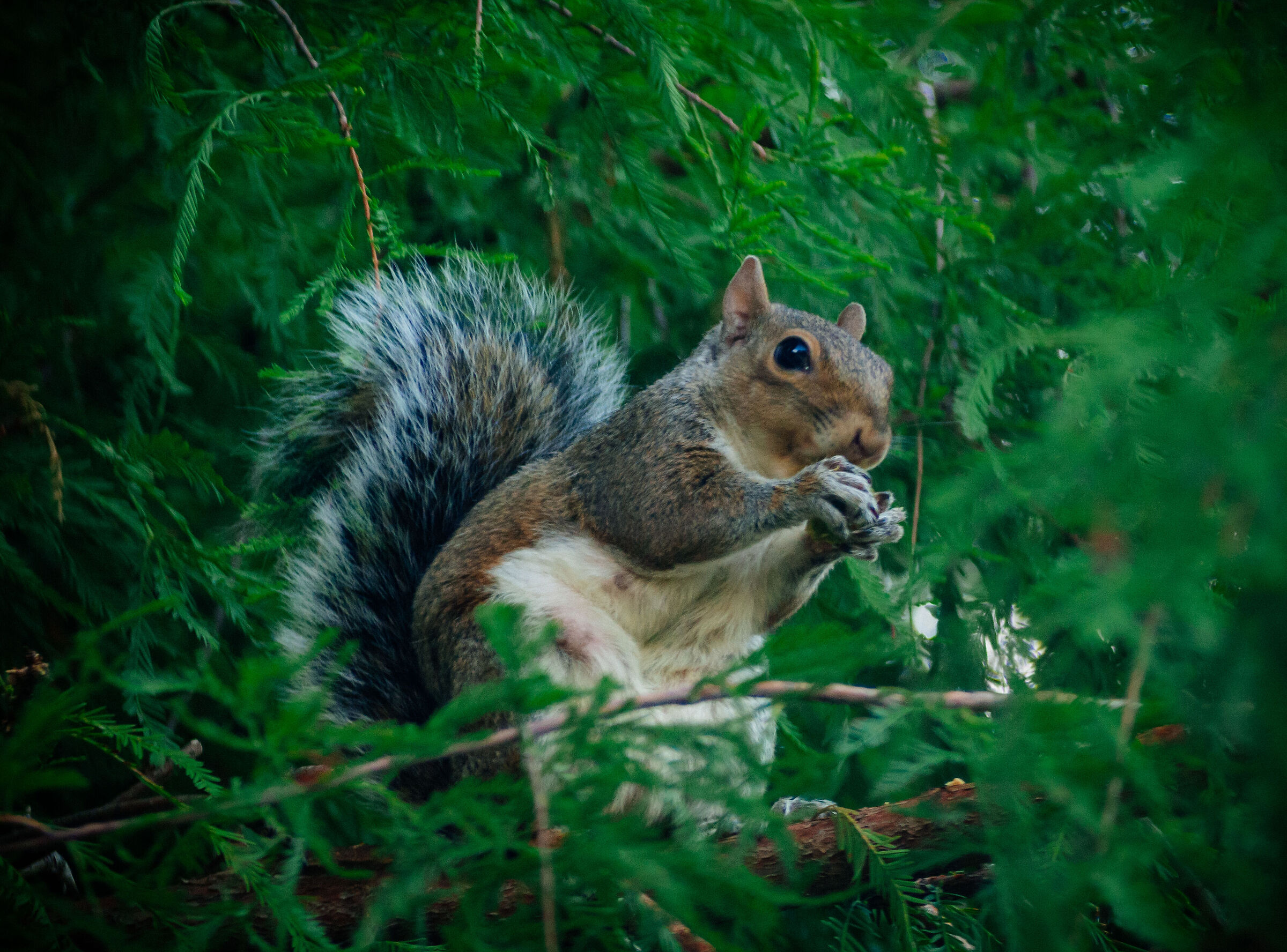 Senza Titolo