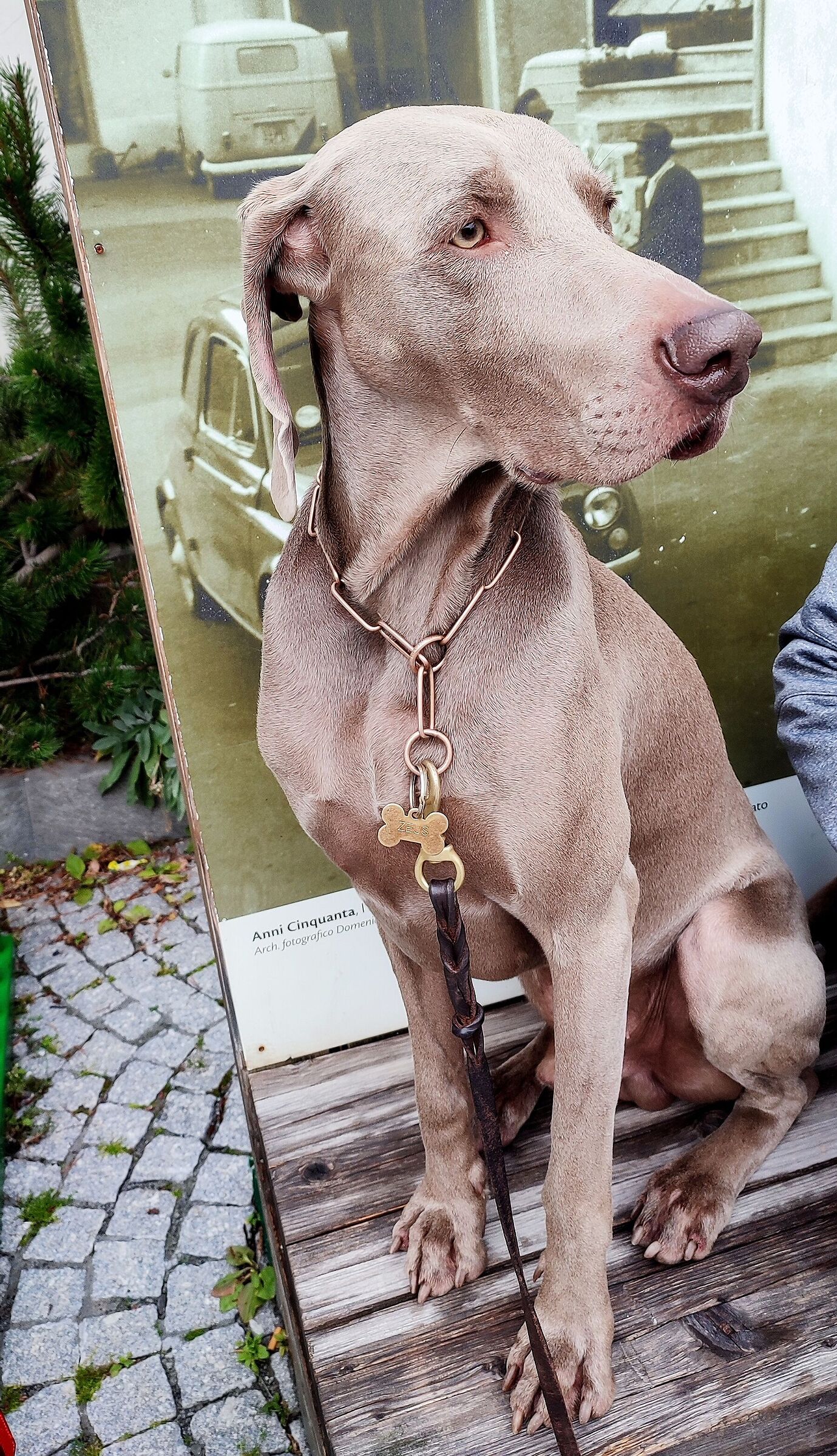 Zeus (Weimaraner breed)