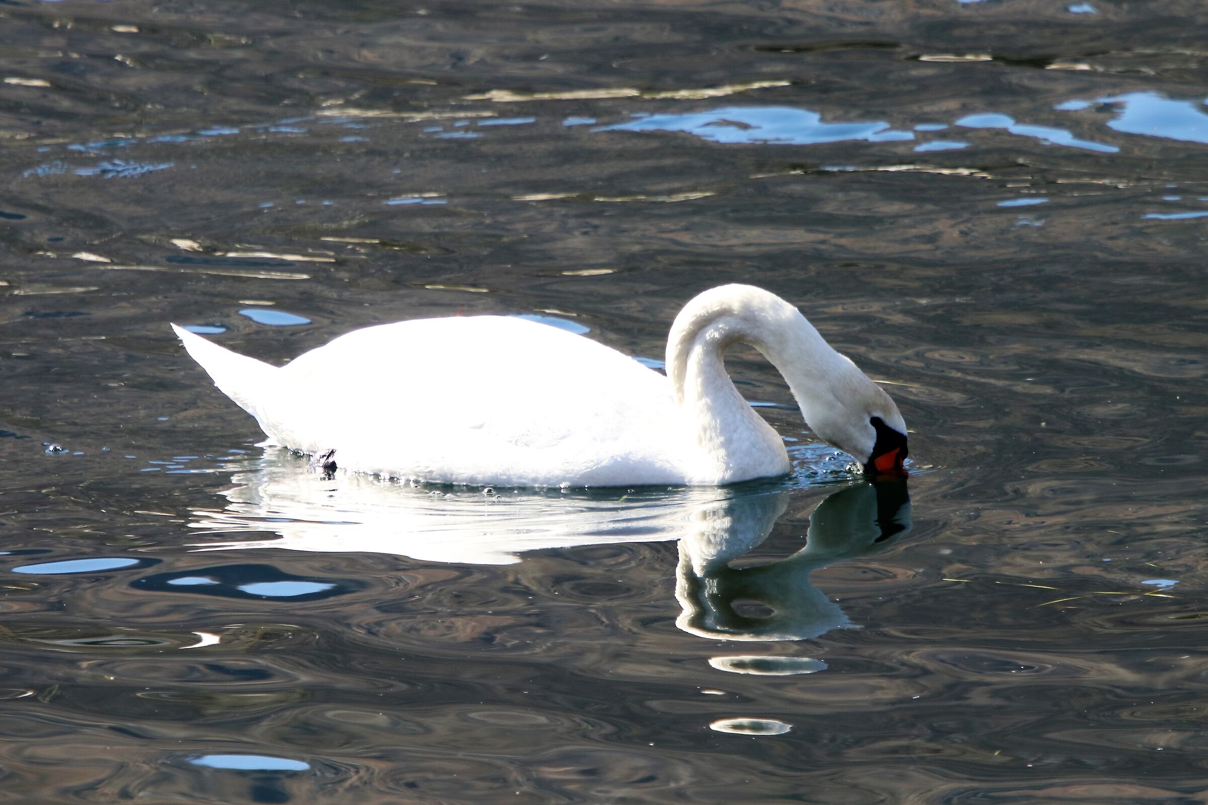 swan