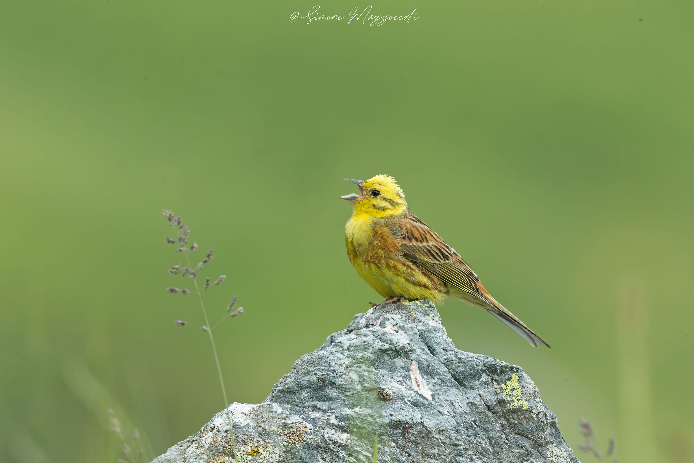 Yellowhammer