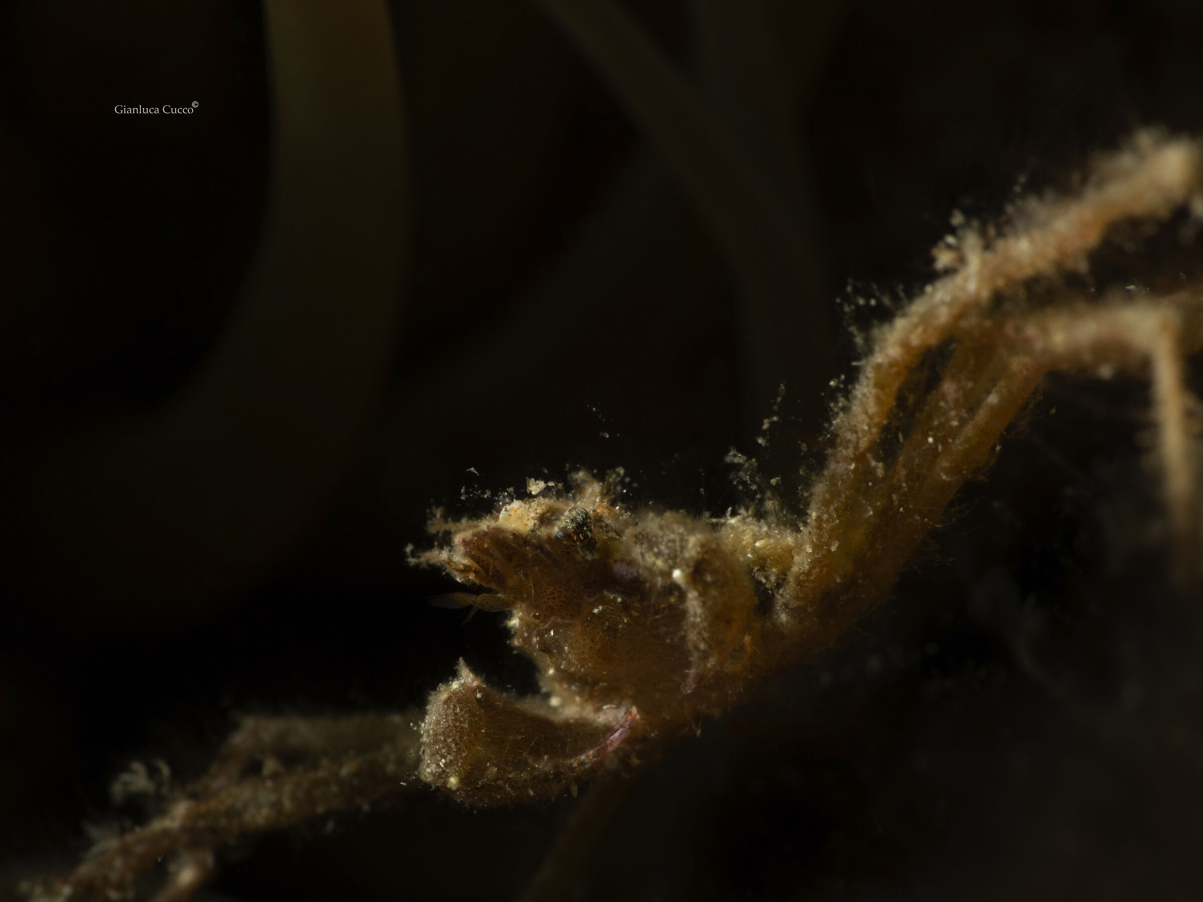 The dark side of the crab