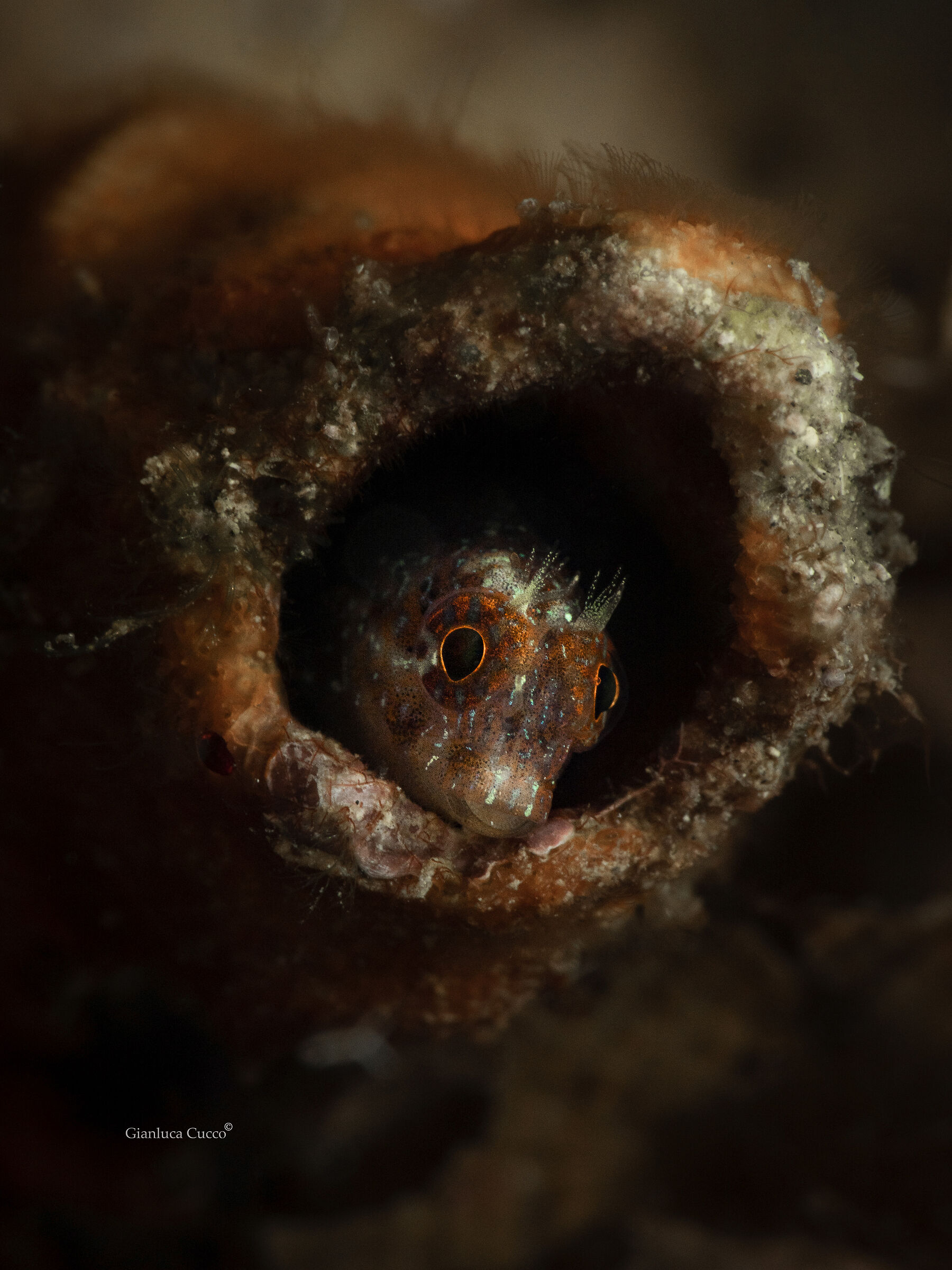 Sympathy for the Blenny