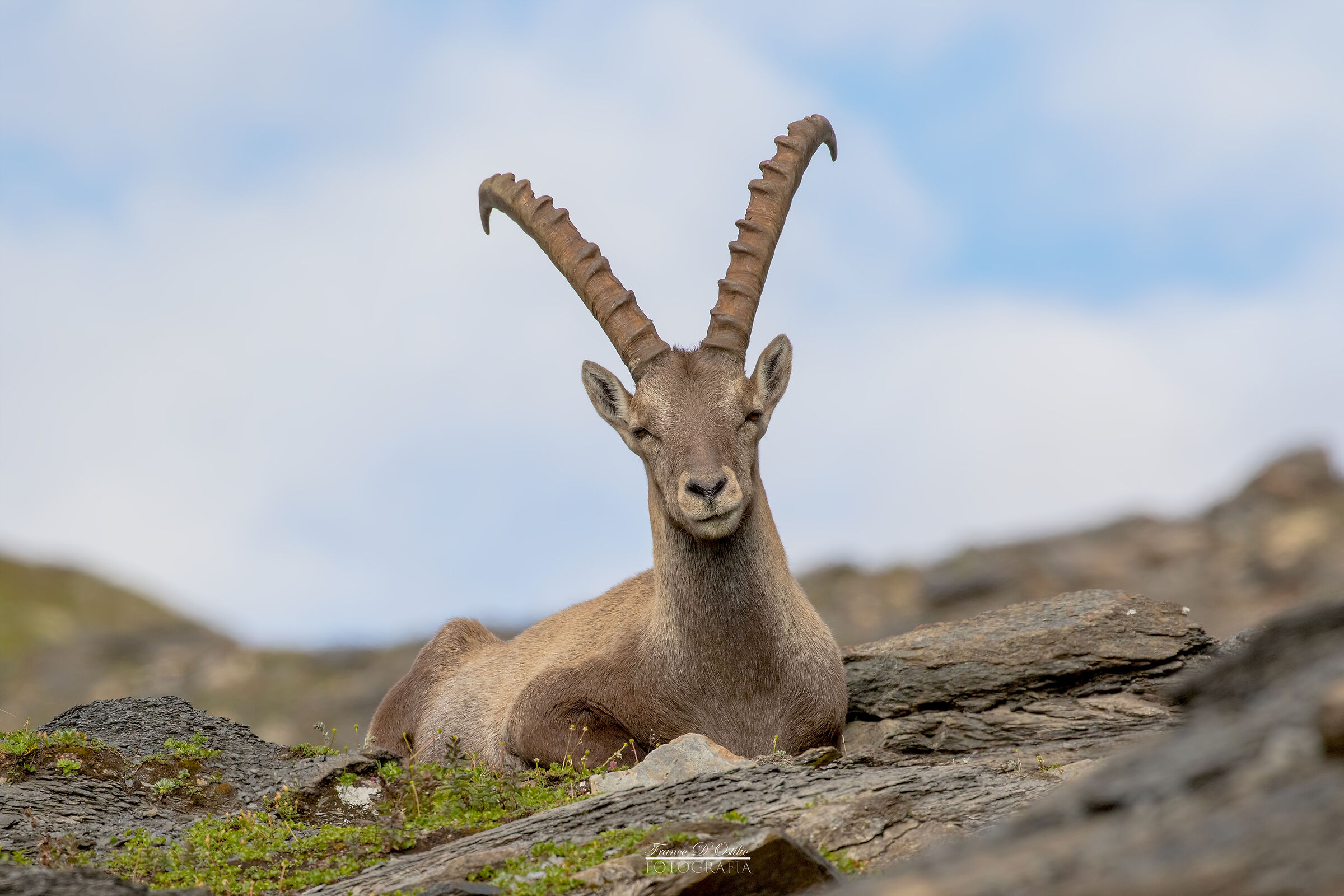 Alpine ibex