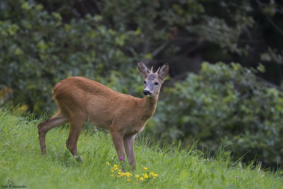 Roe deer