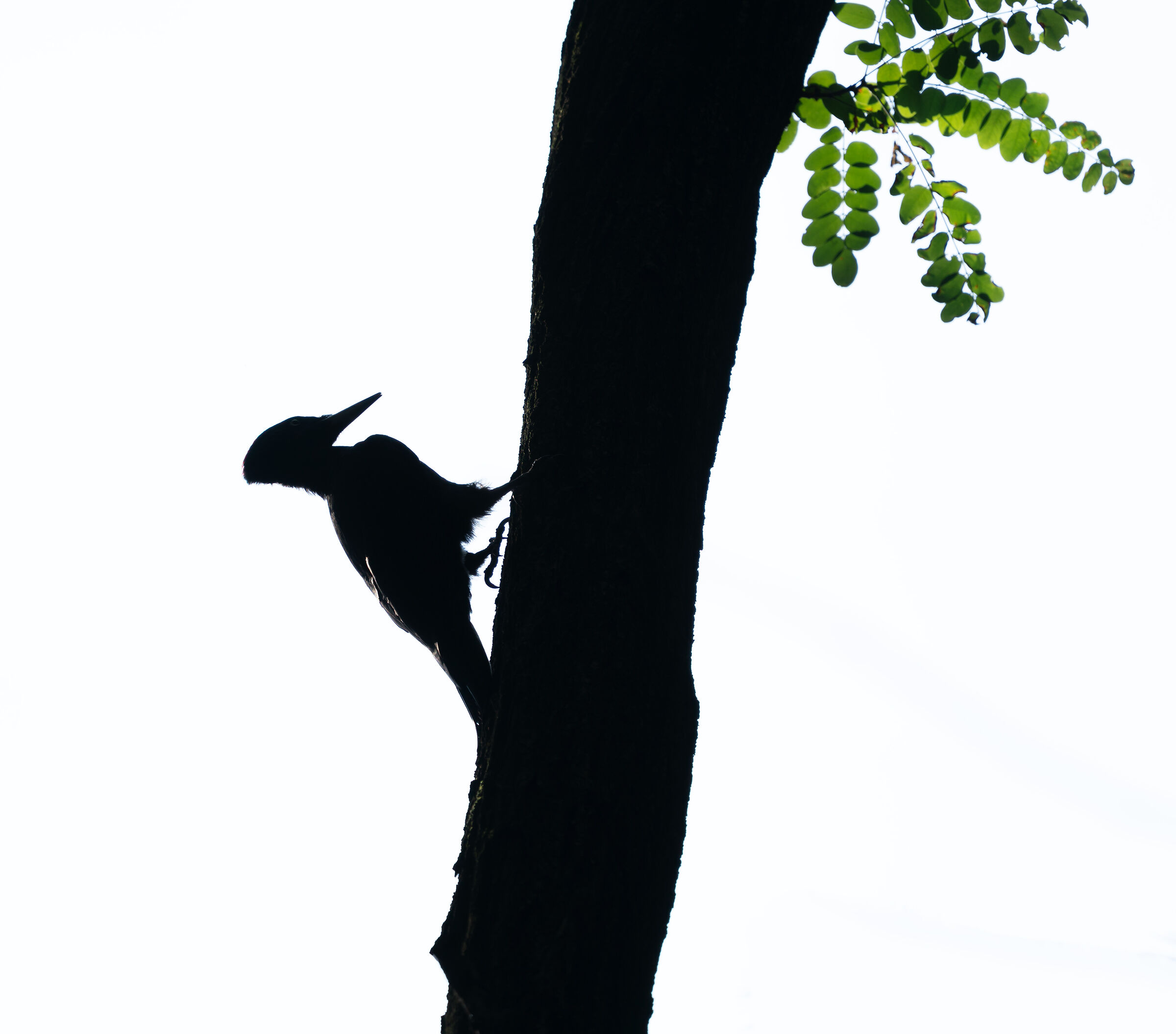 Il Picchio ed il Carpino