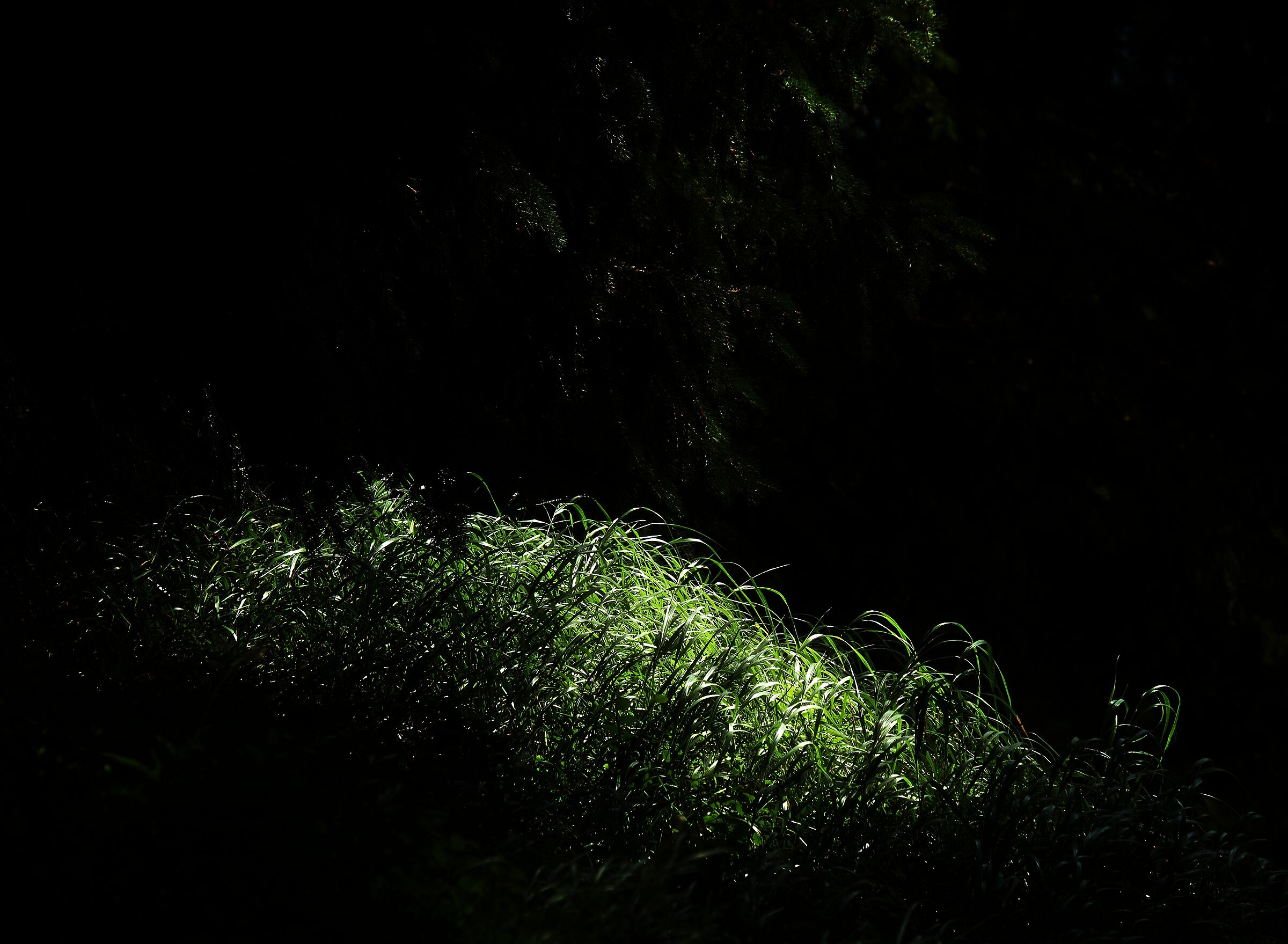 Evergreen 3