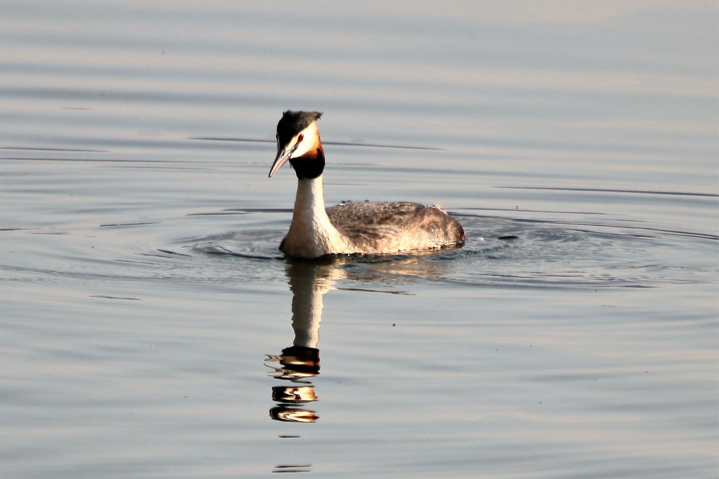 grebe