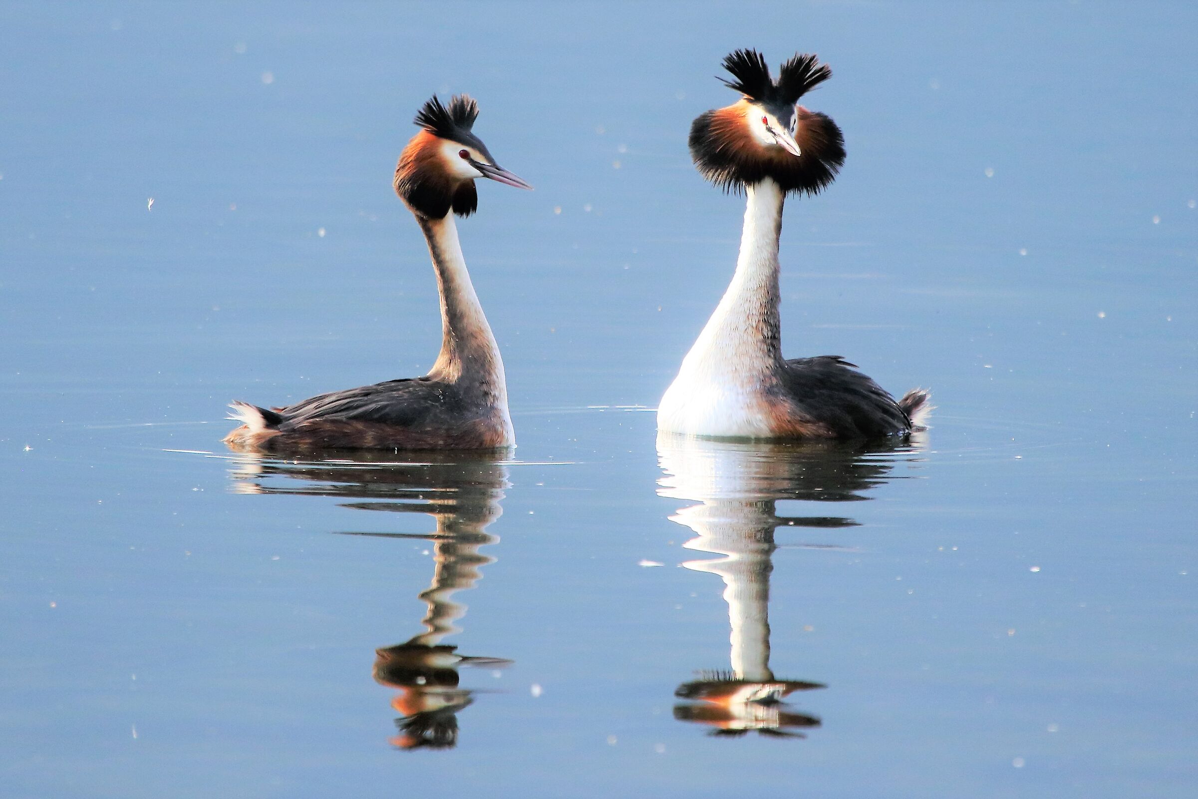 grebes