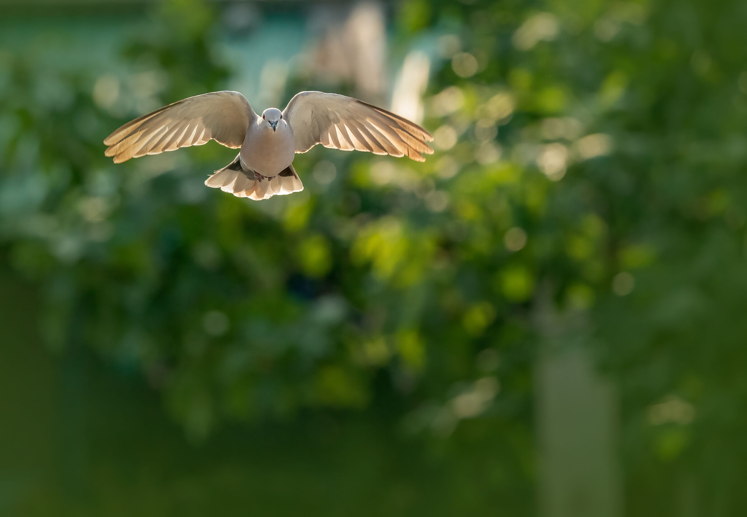 Collared dove grey