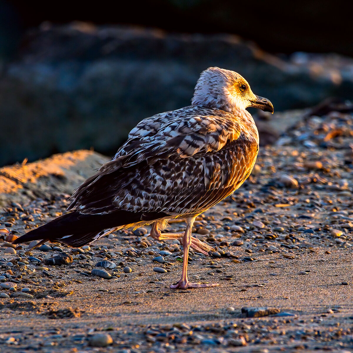 Vecchietto a passeggio