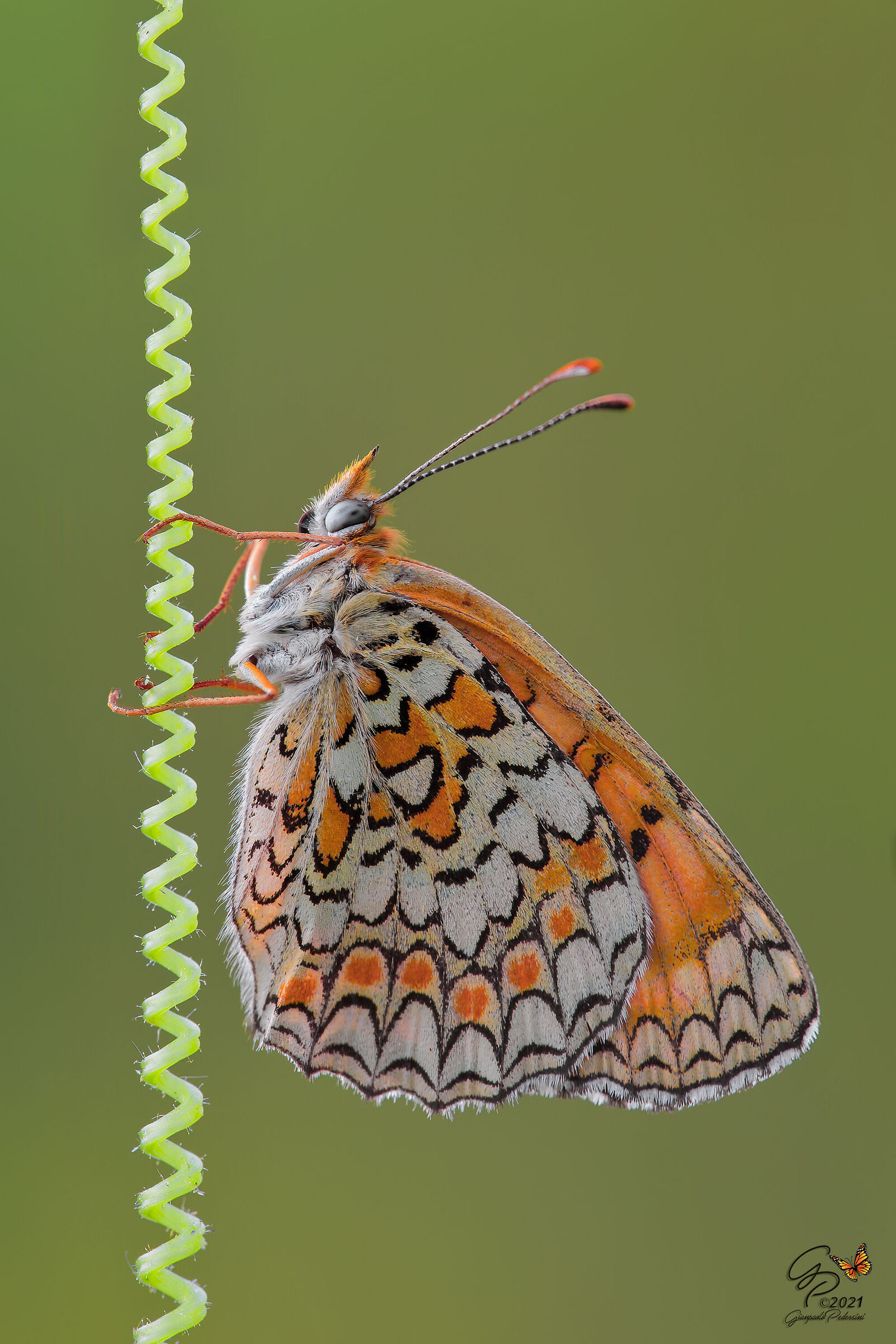 La molleggiata